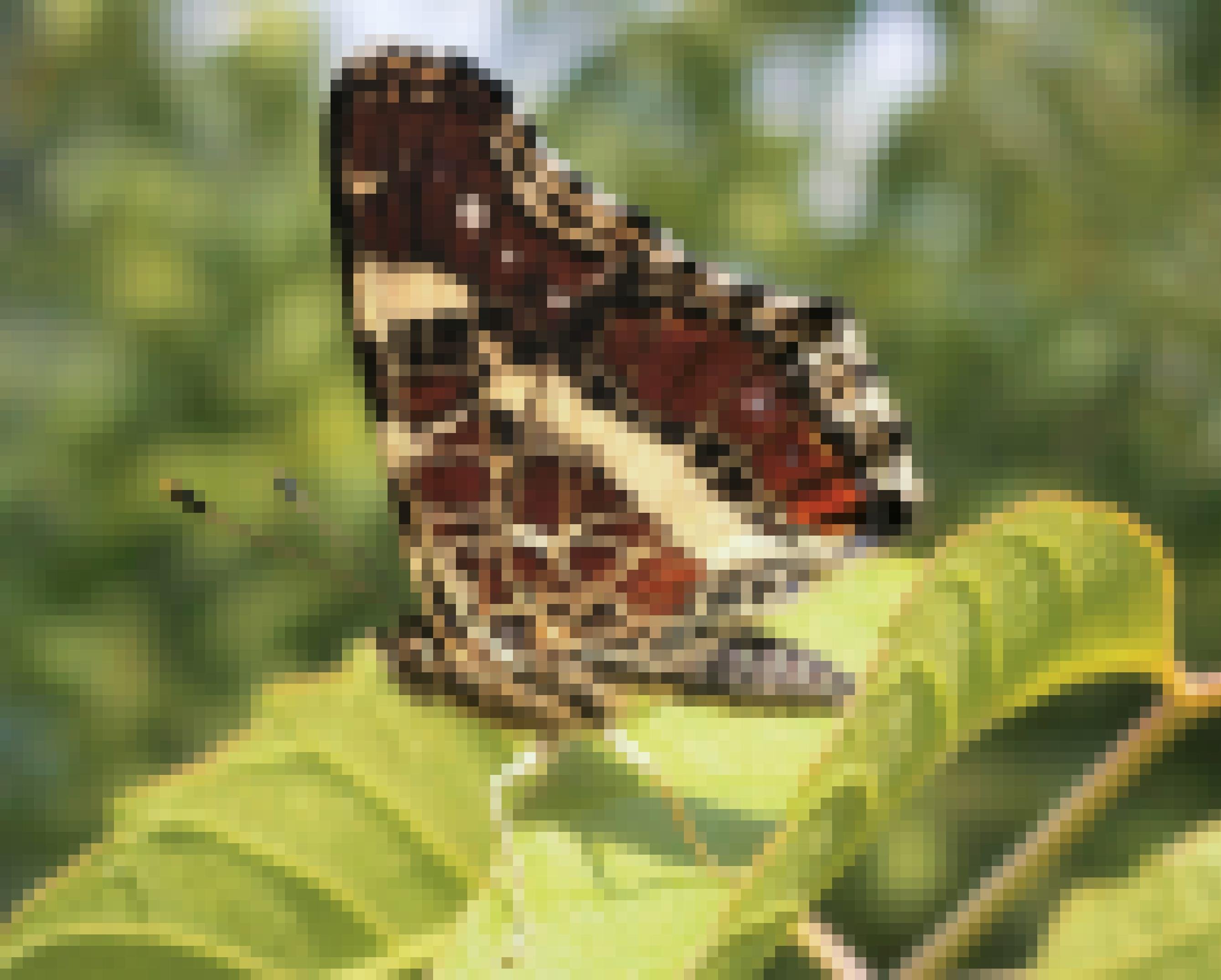 Ein Schmetterling mit zusammengelegten Flügeln auf einem Blatt. Die Flügelunterseite ist braunschwarz mit hellen Linien und Adern.