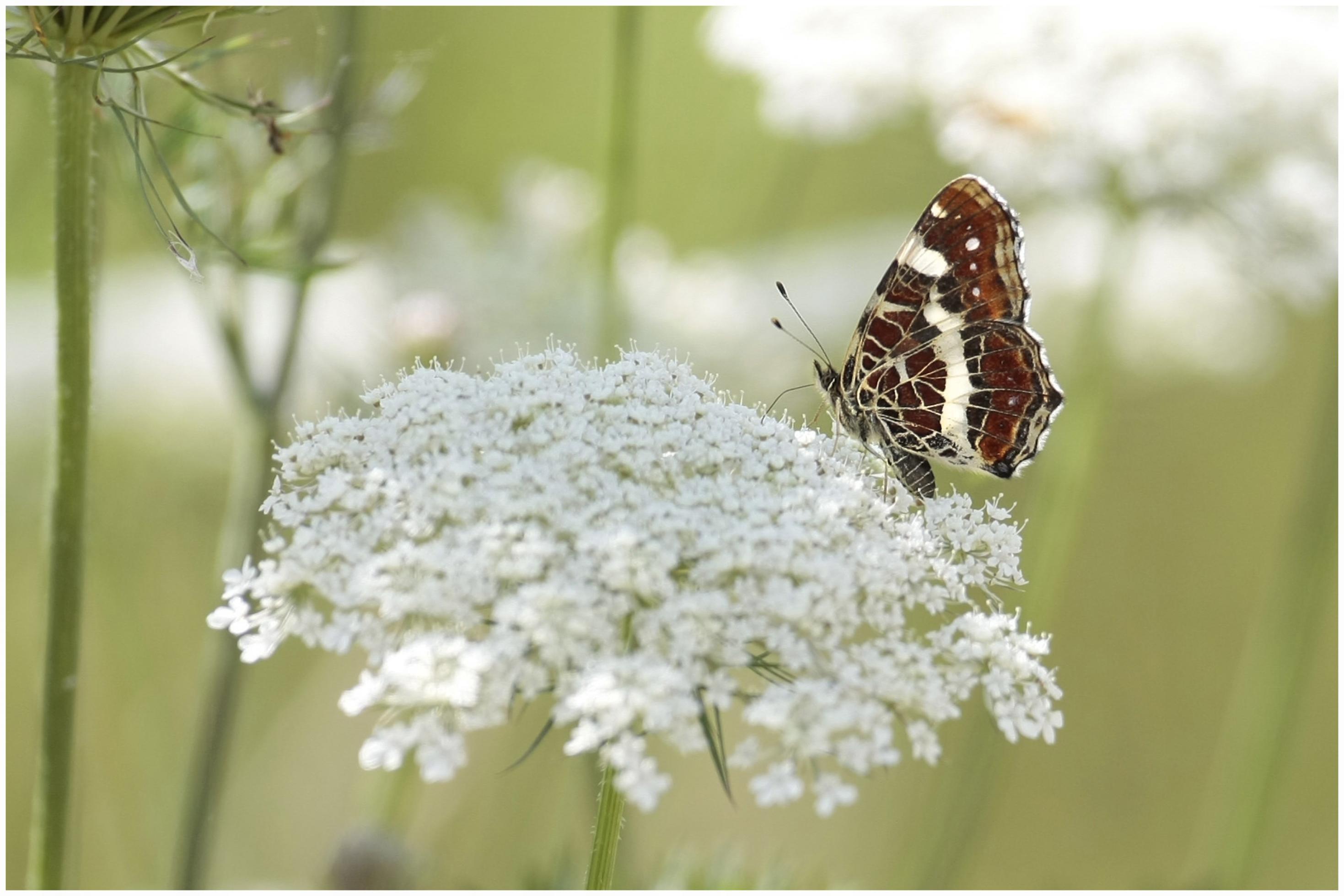 Ein Landkärtchen sitzt auf der weißen Blüte einer Nektarpflanze