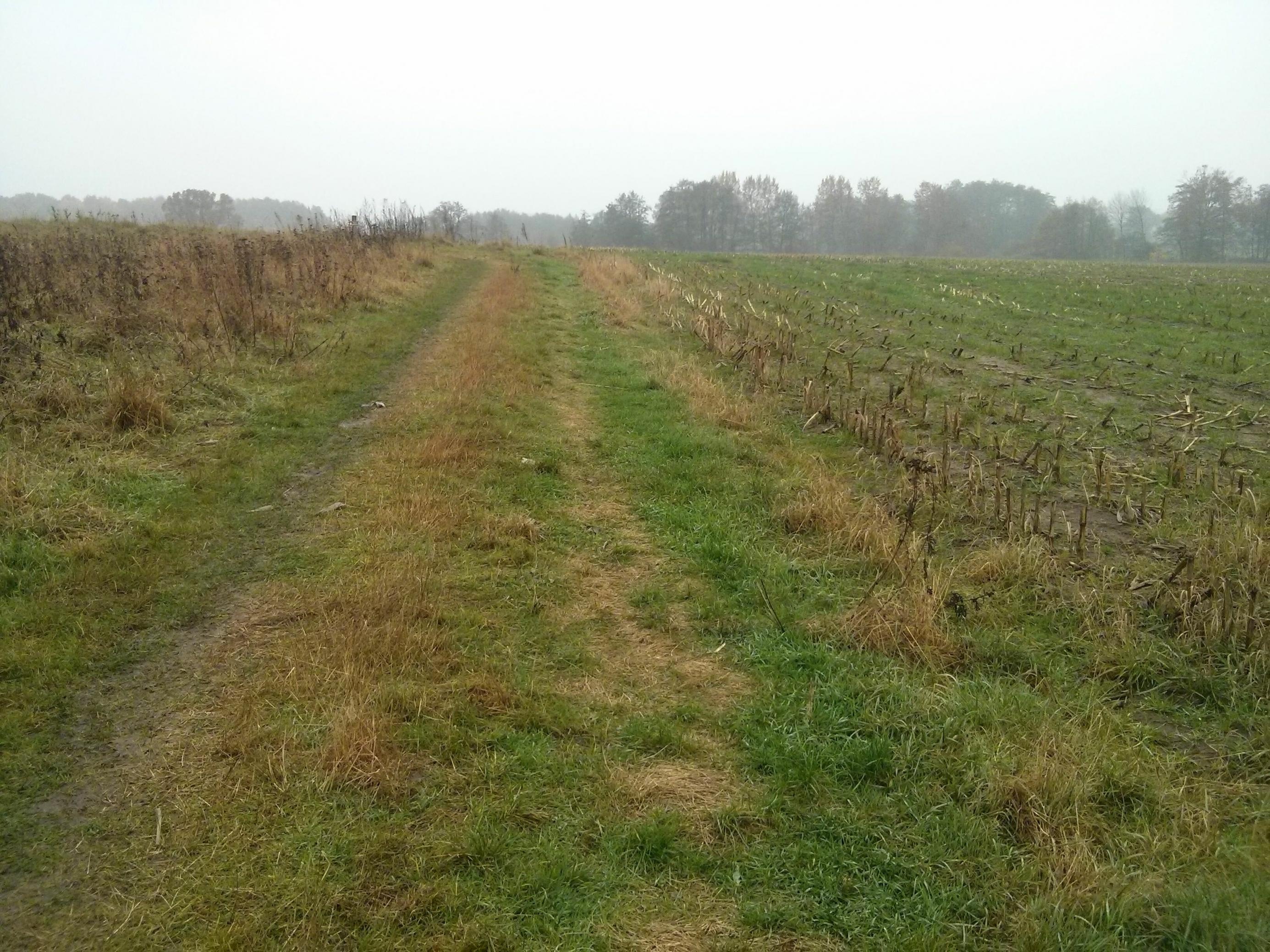 Ein Feldweg zwischen abgeernteten Maisfeldern.