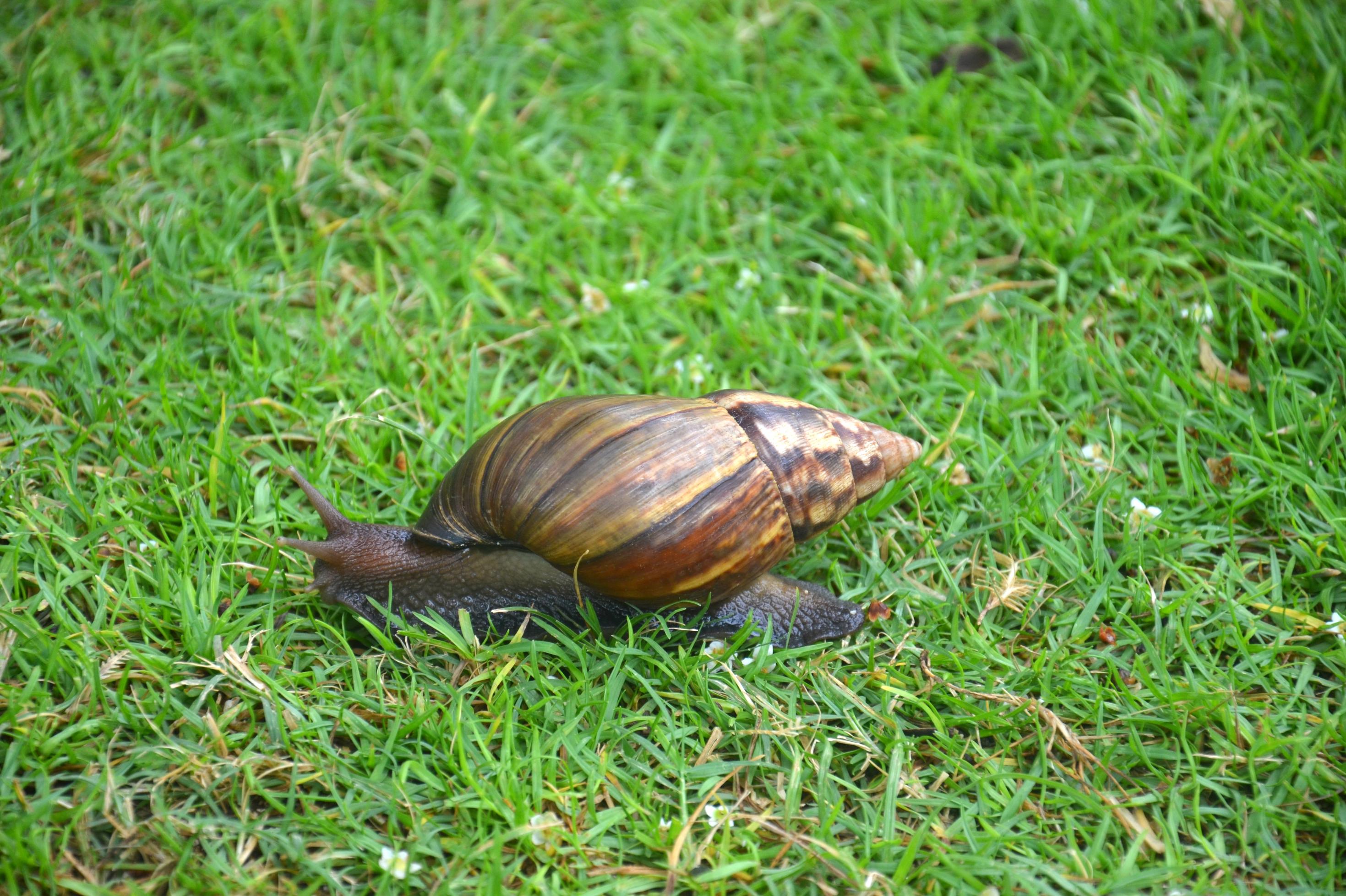 Eine braune Schnecke mit einem spitz zulaufenden Haus bewegt sich durchs Gras.