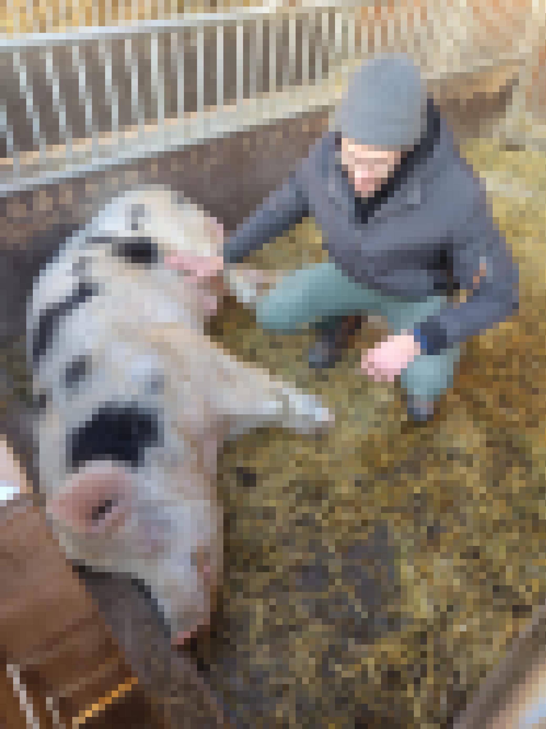 ein Mann, der neben einem großen Schwein kniet, das auf Heu liegt [AI]