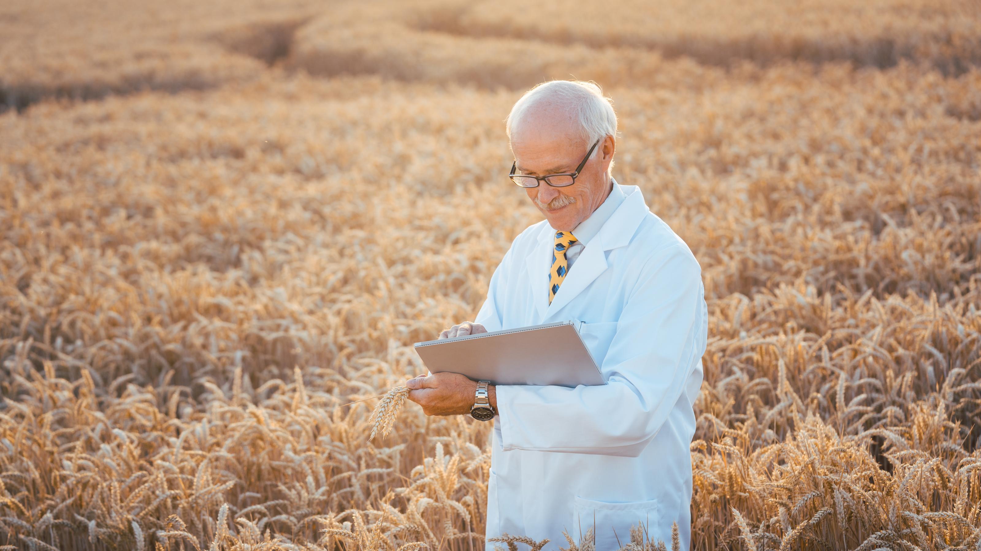 Im Symbolfoto untersucht ein Forscher, Korngröße und Wachstum einer neuen Weizenzüchtung.