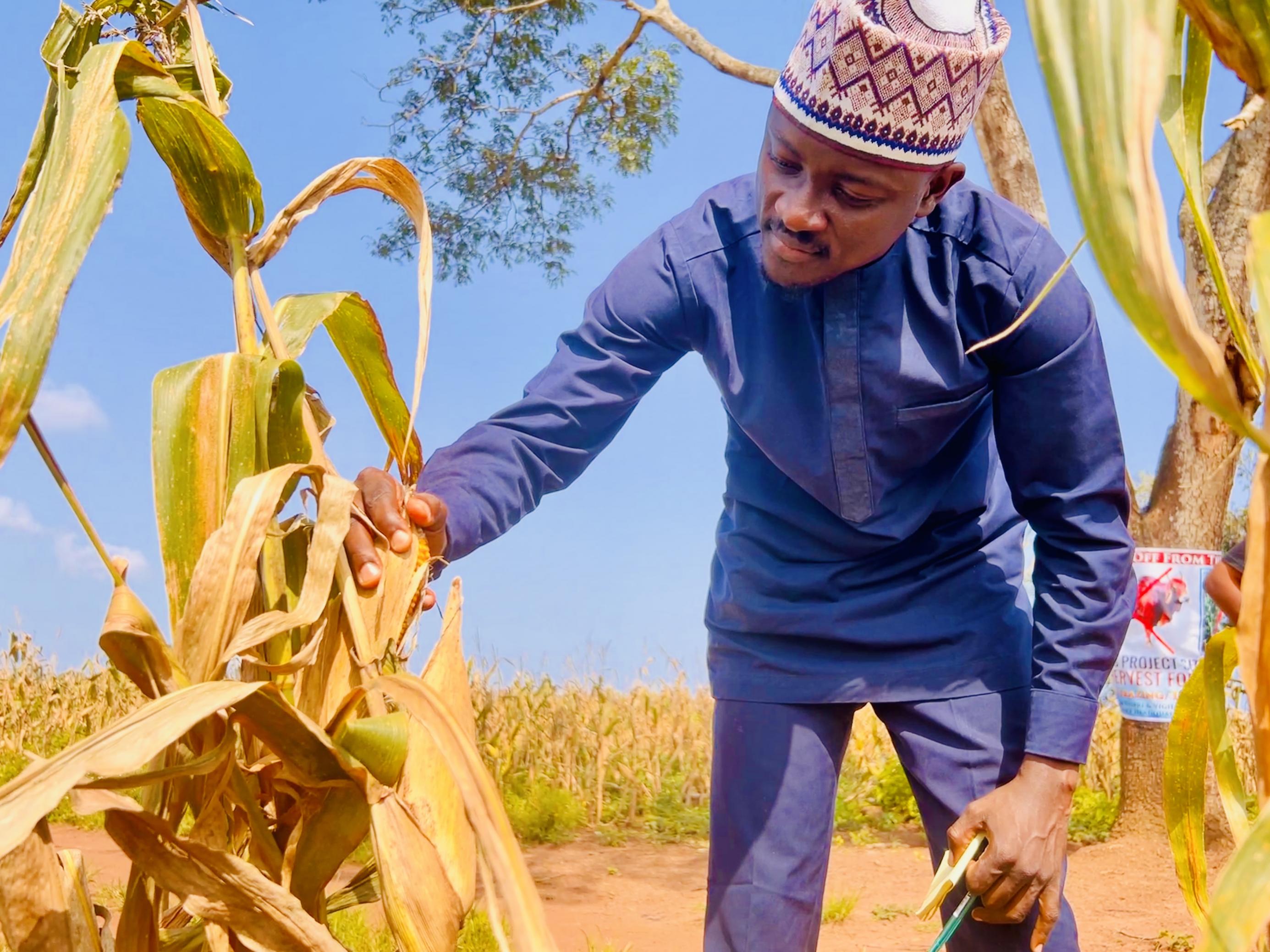 ndarbeiter Salman Abdulhakeem quetscht einen Maiskolben aus, um zu prüfen, wie viele Körner gekeimt sind, in einem Frauenbetrieb in Kwara, Nigeria.
