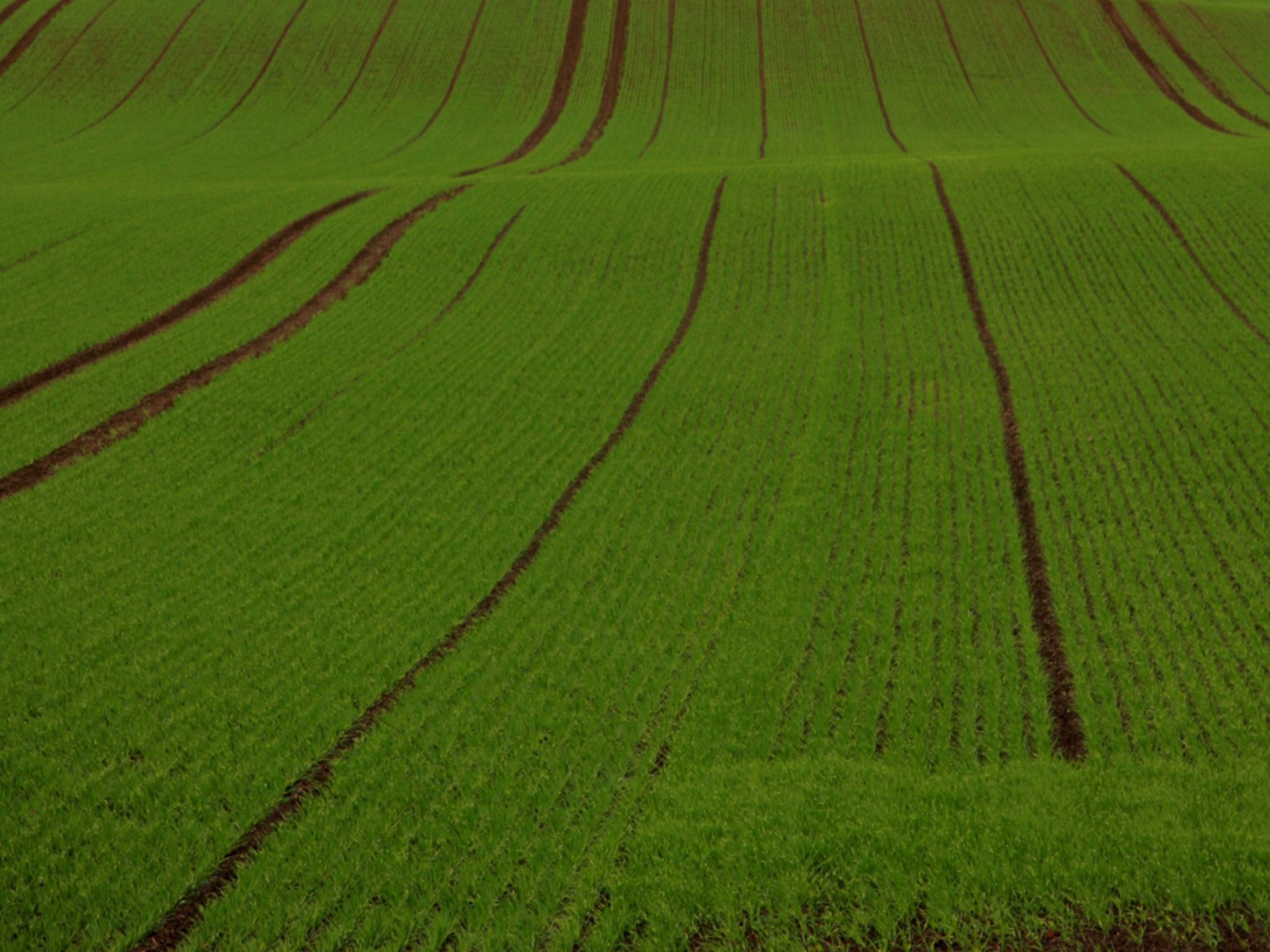 Man sieht ein großes landwirtschaftliches Feld.