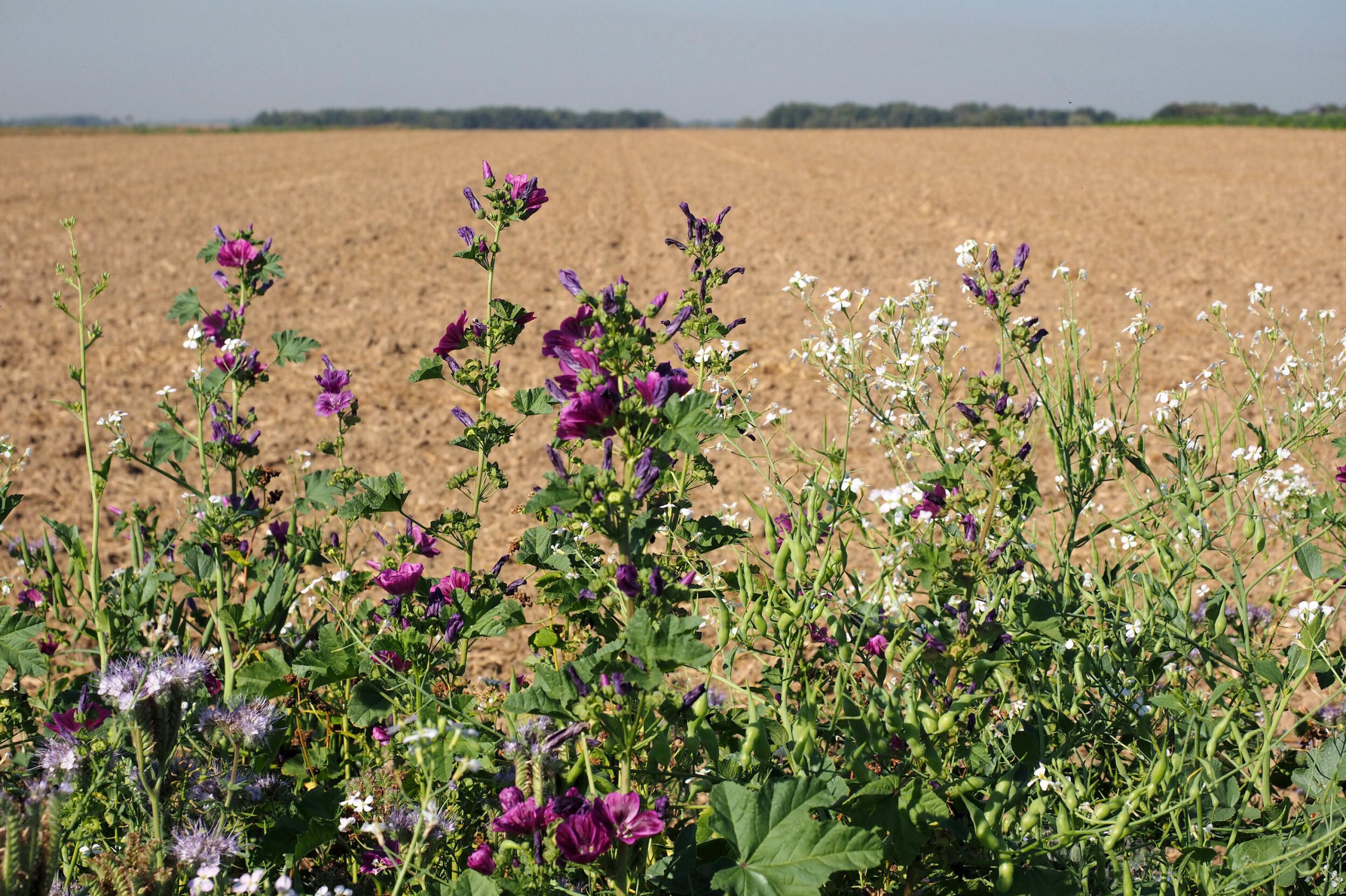 Ein dünner Blühstreifen mit blühenden Malven vor einem weiten, gepflügten Feld.