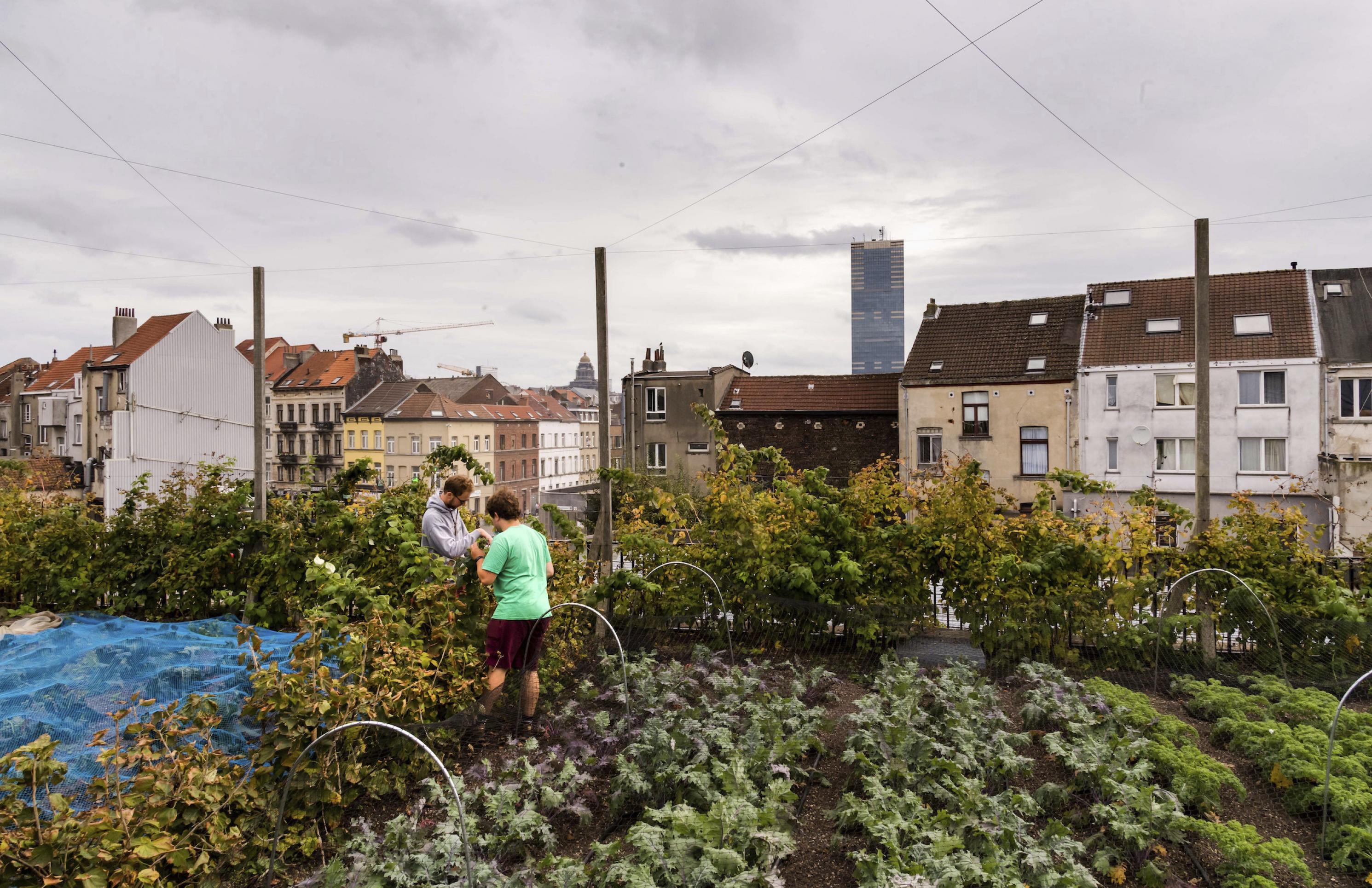 Ein Gemüsegarten auf einem Dach vor de Silhouette von Brüssel, zwei Männer gärtnern.