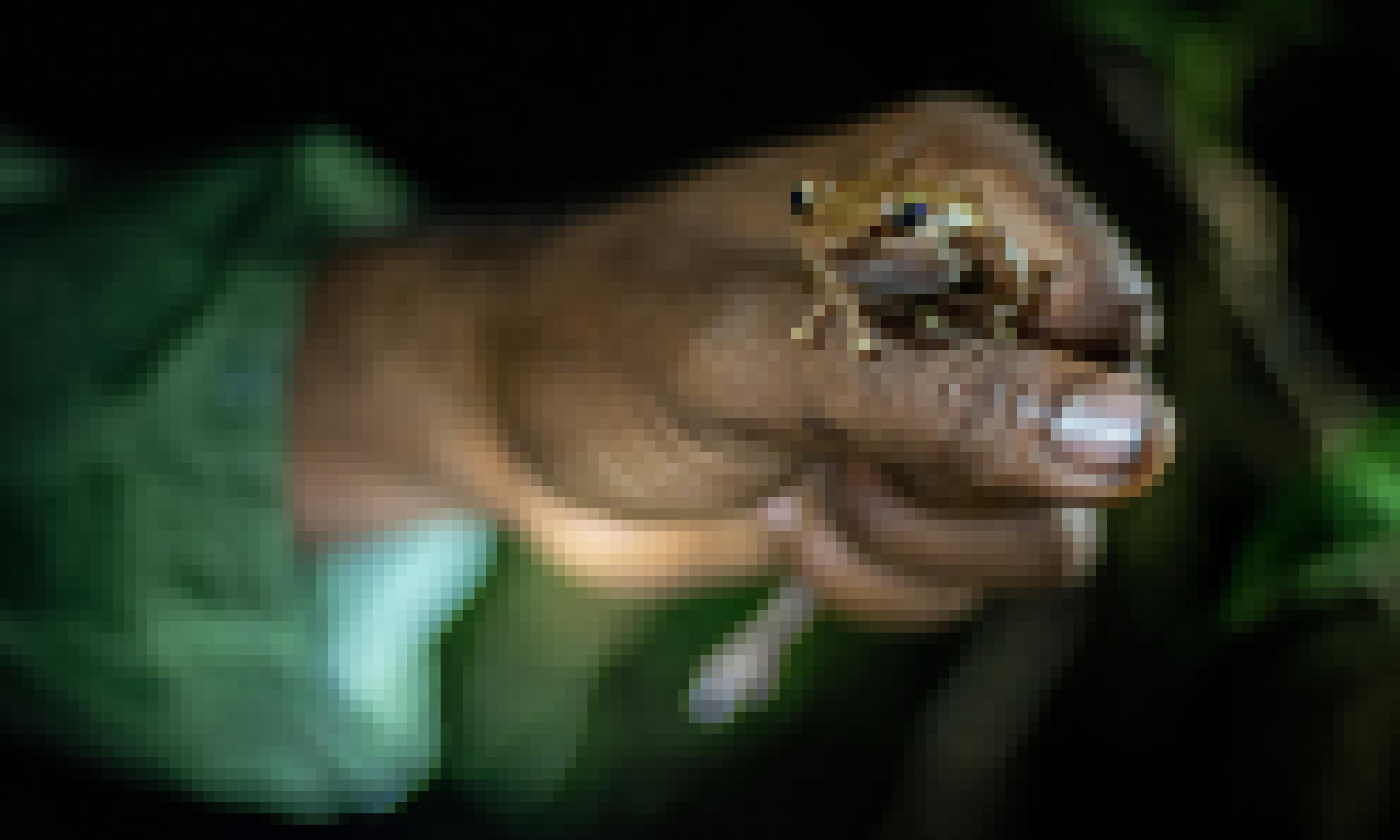 Eine Faust hält einen beigen Frosch mit weißem Bauch.