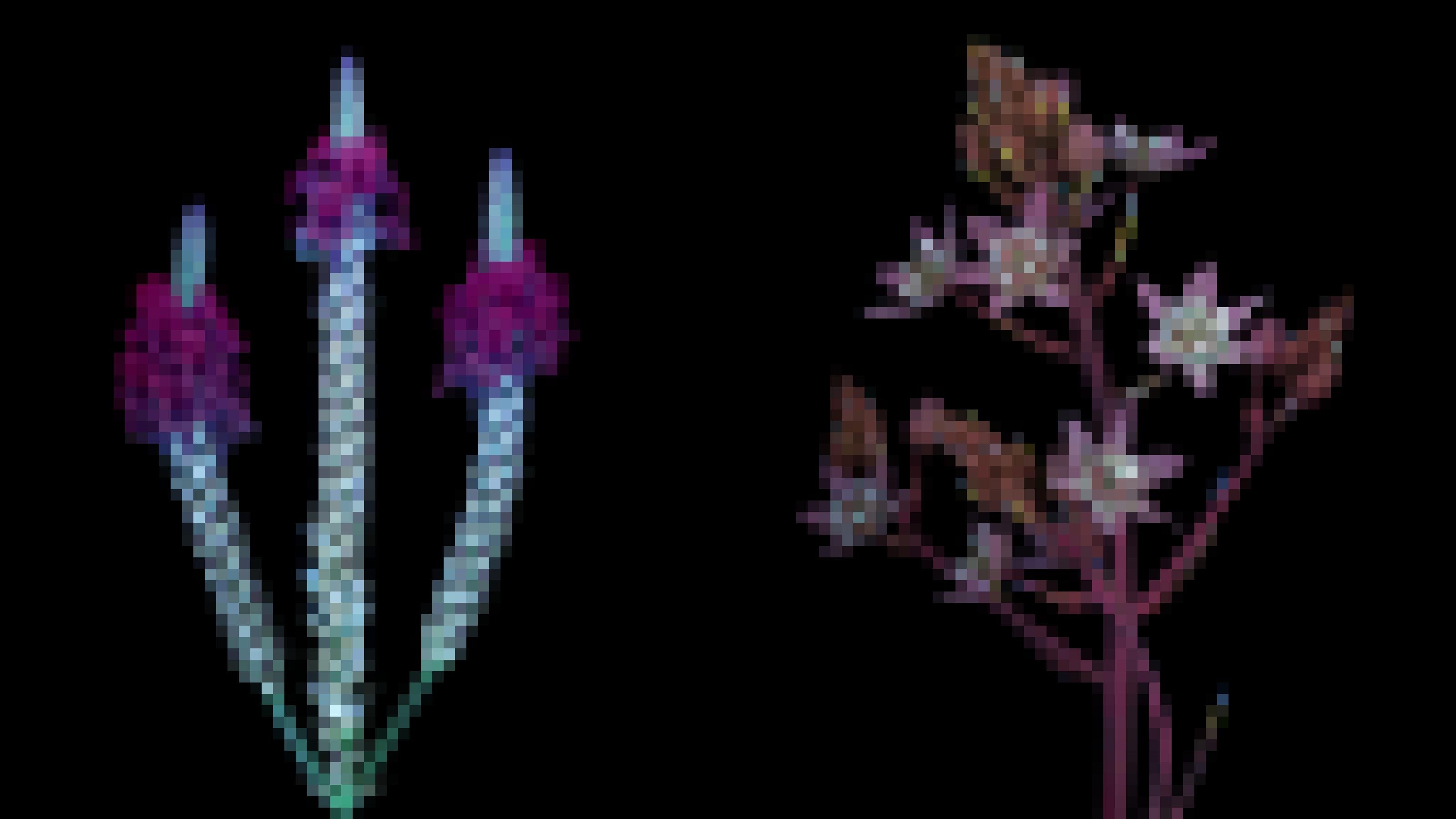 Zwei Blütenstände, links mit violetten Blüten, rechts leuchten im Inneren der zartrosa Blüten helle Punkte.