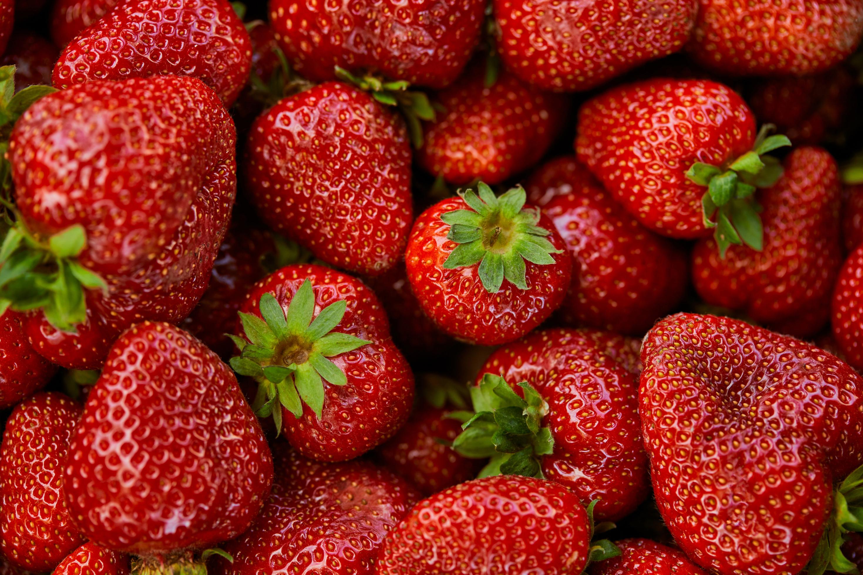 Erdbeeren: Rote Früchte mit kleinen Samen auf der Oberfläche und grün beblättertem Stil.