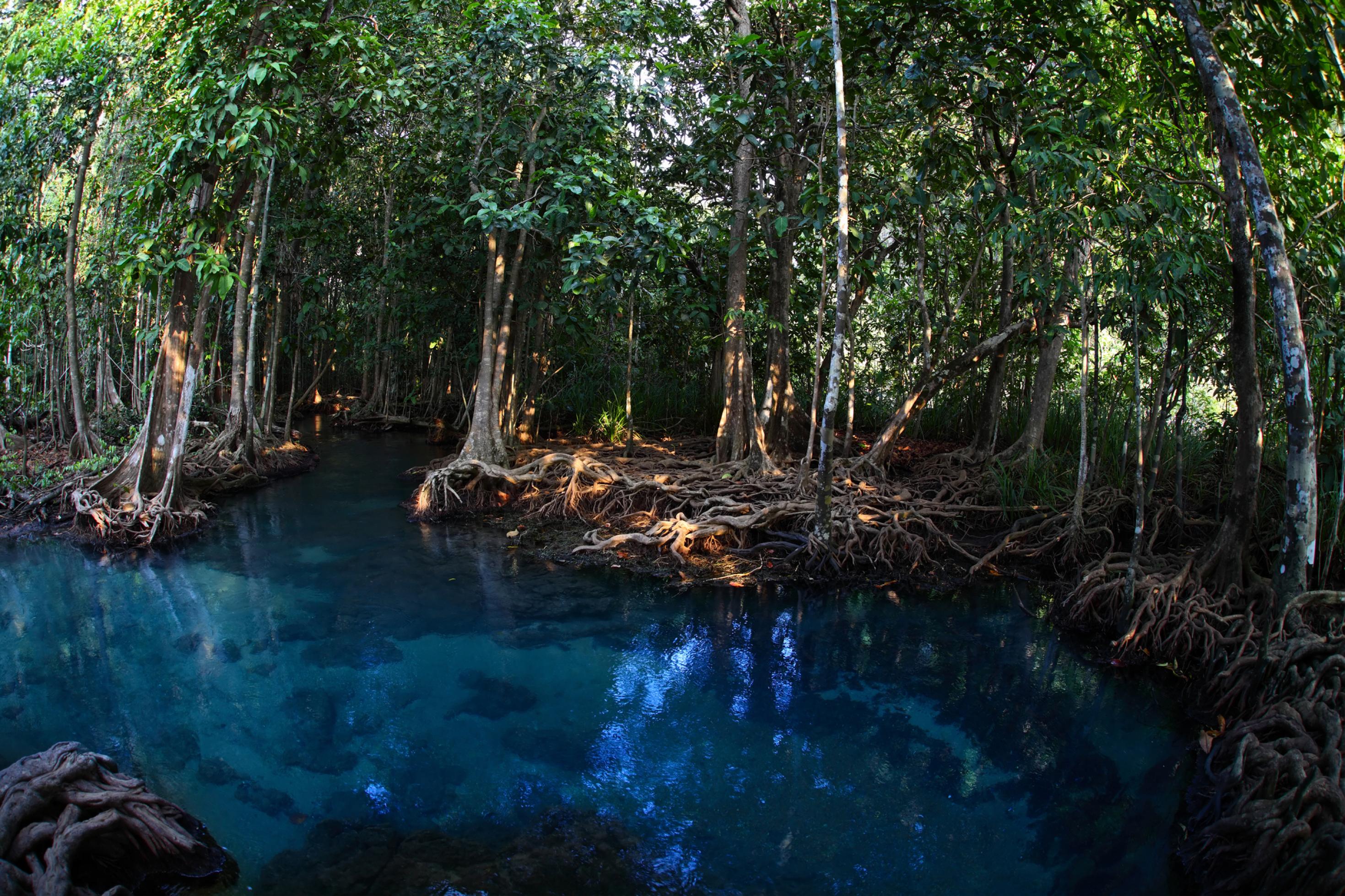Mangrovenbäume in einer blauen Lagune.