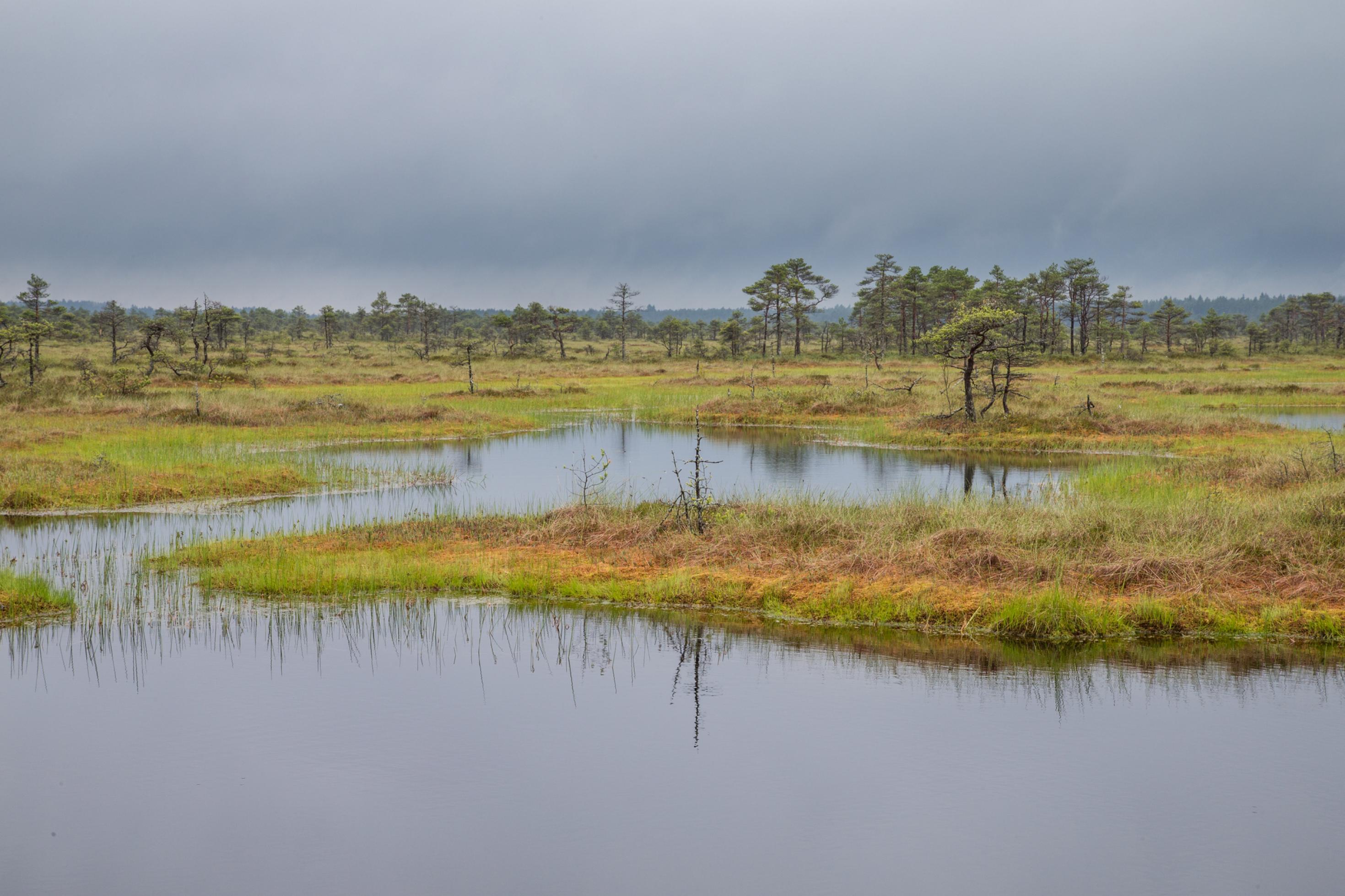 Moorlandschaft mit Kiefernbäume und Tümpeln.