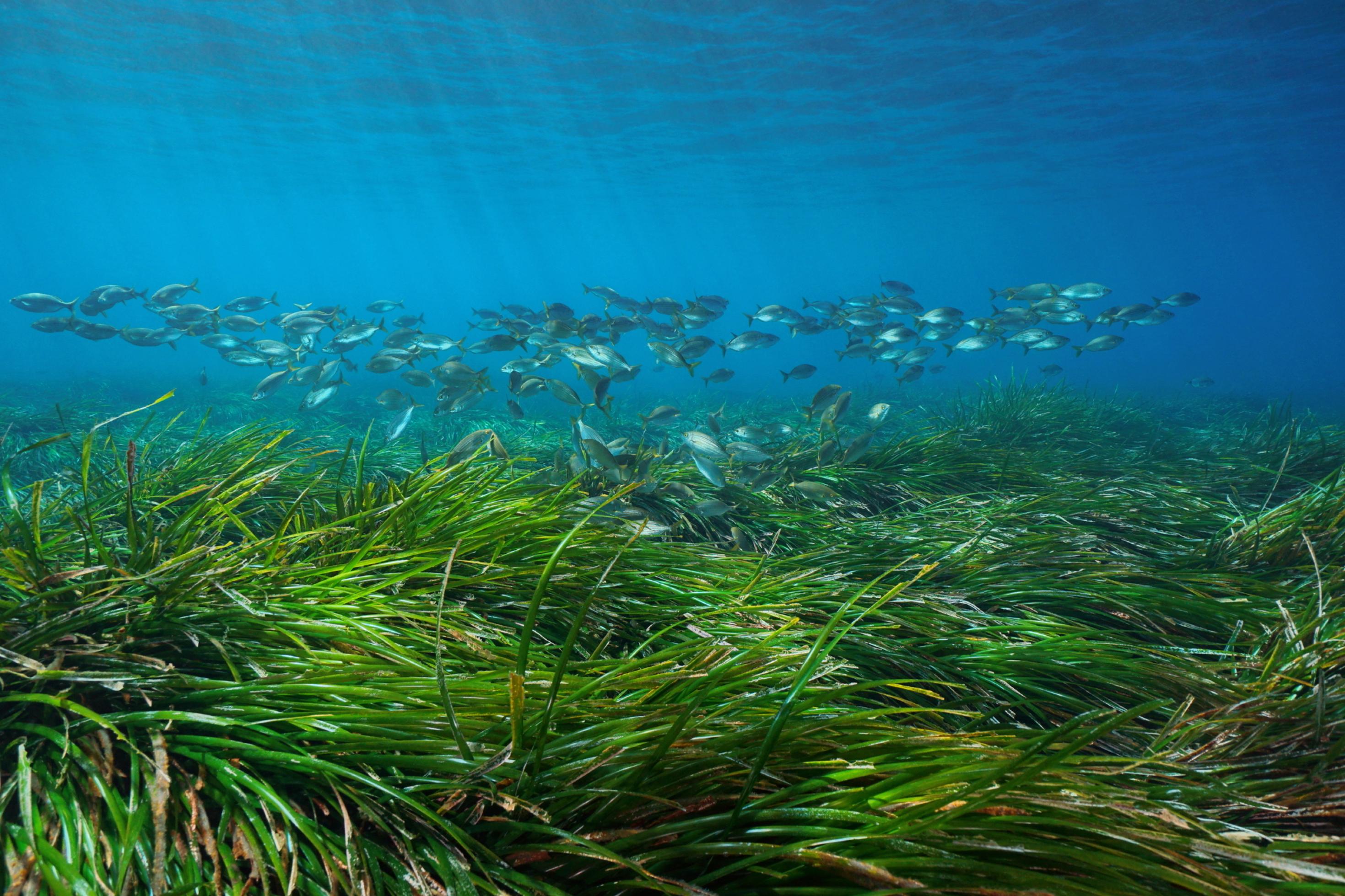 Grasvegetation auf dem Meeresboden, darüber ein Fischschwarm.