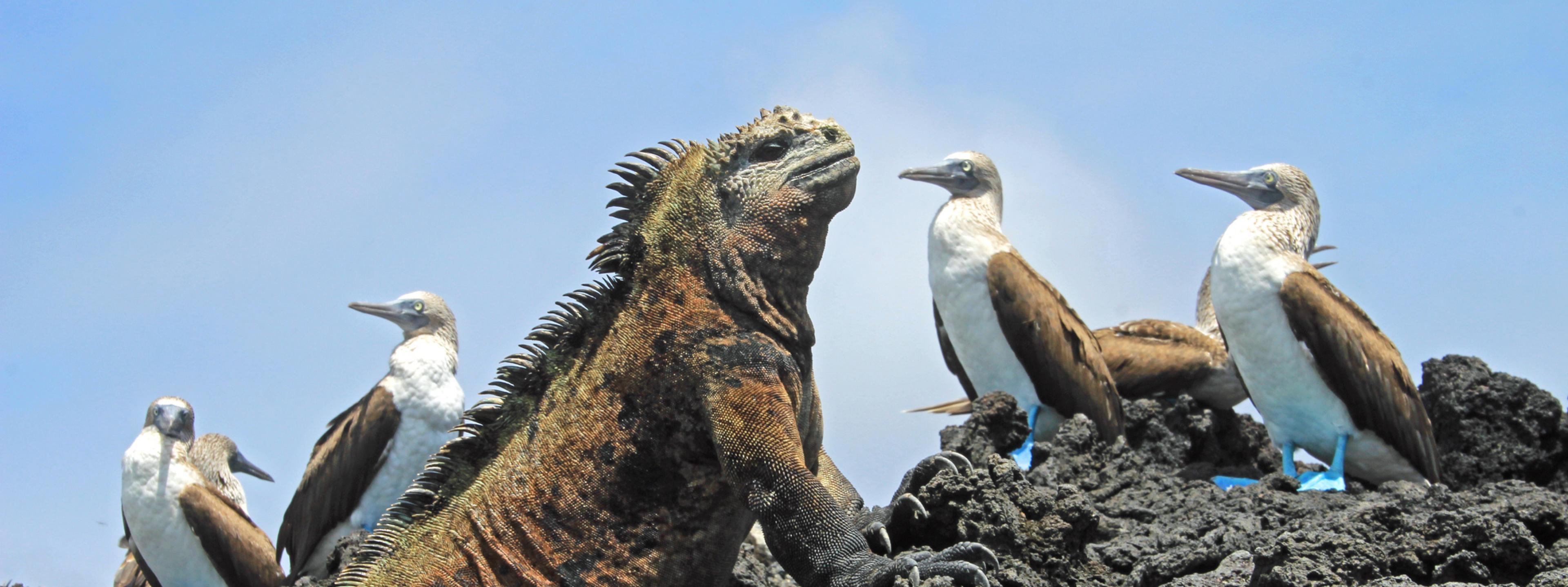 Eine graubraune Echse, ein Meeresleguan, richtet sich auf ihren Vorderfüßen auf einem grauen Lavafelsen auf. Im Hintergrund sitzen Vögel mit weißer Brust, braunen Flügeln, langen Schnäbeln und blauen Füßen. Es sind Blaufußtölpel., Ecuador. Galapagos, Ecuador