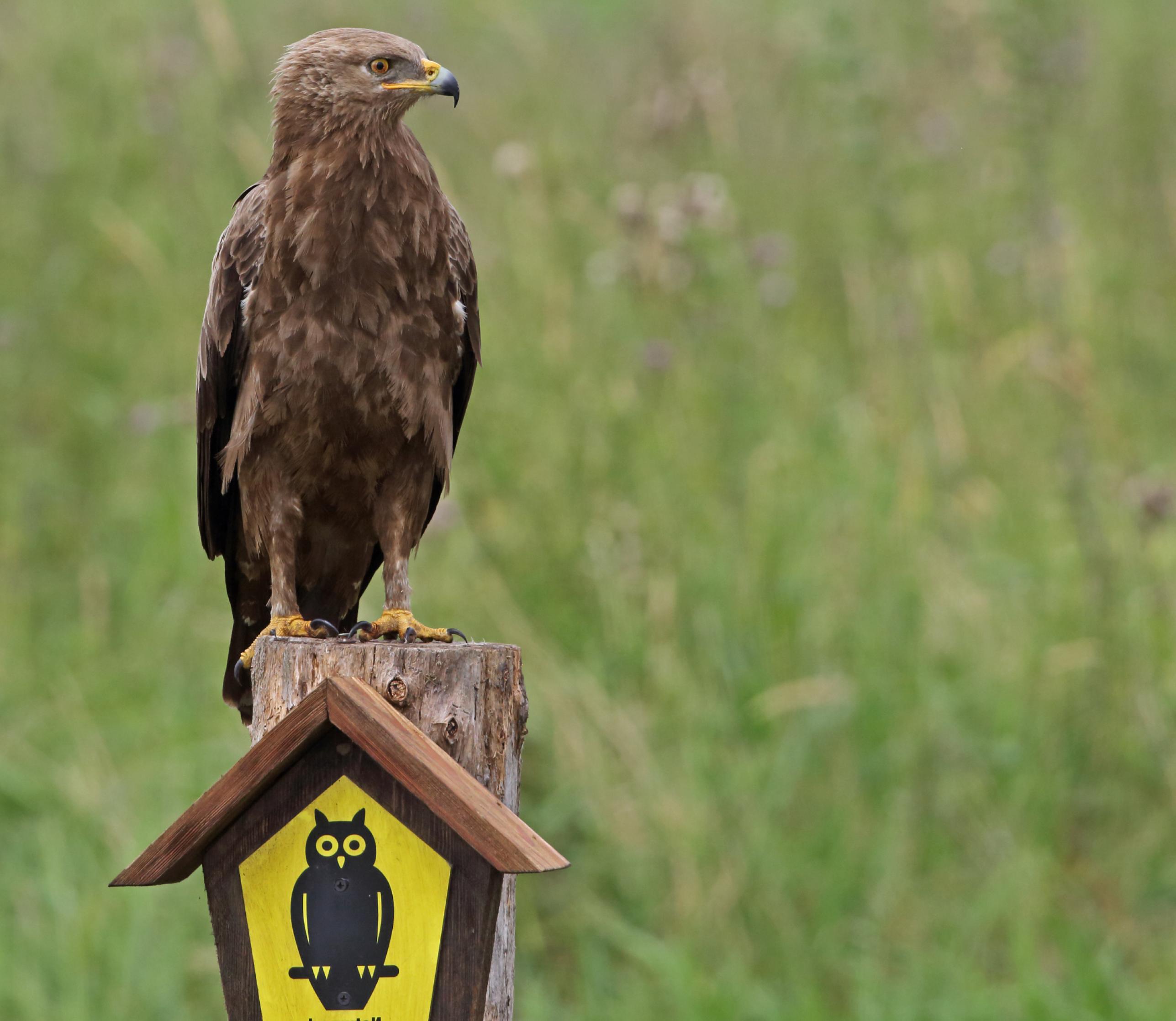 Ein  Schreiadler sitzt auf einem Pfahl, an dem ein Naturschutz-Schild angebracht ist.