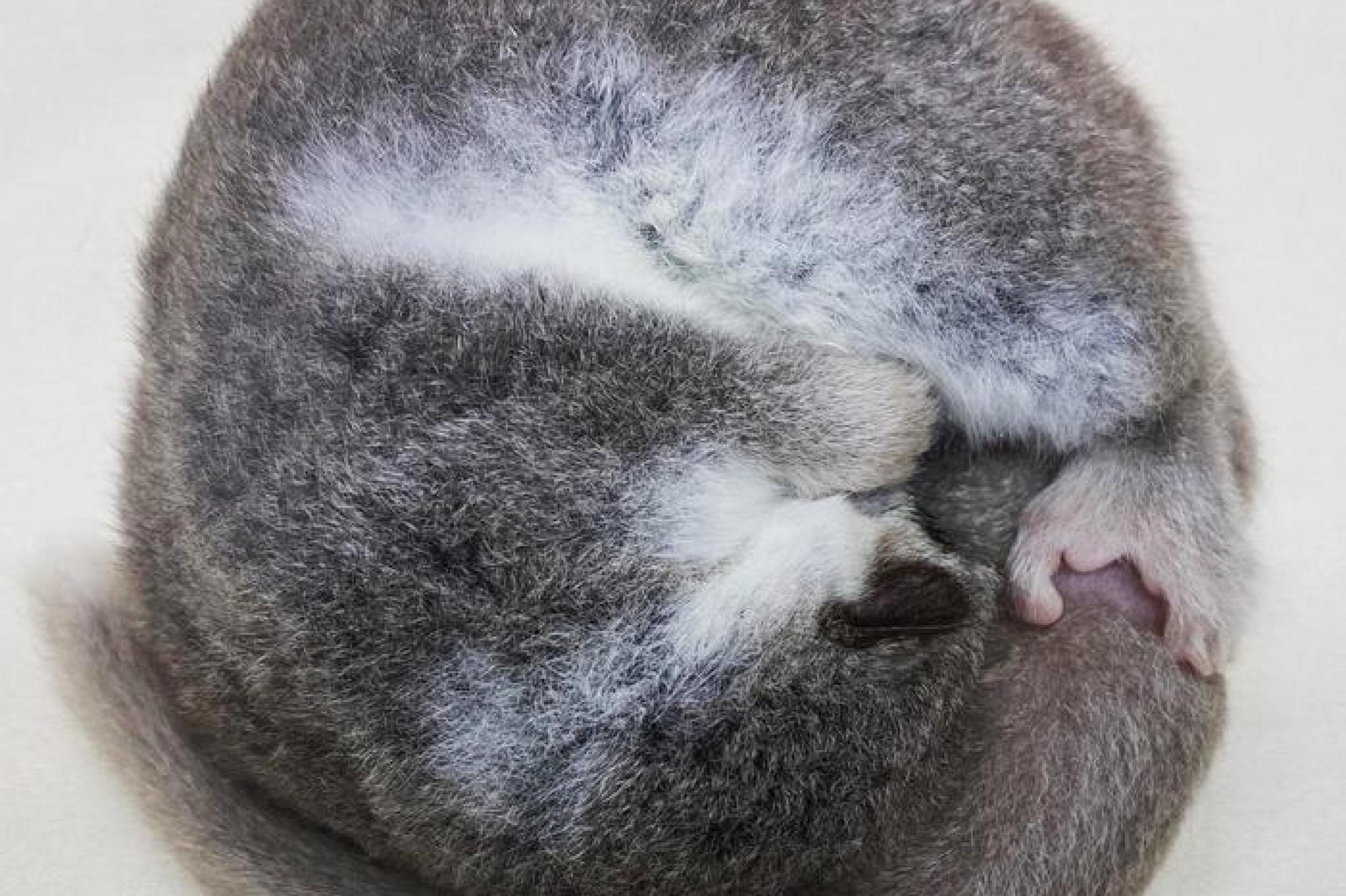 Ein kleines Tier mit Schwanz und grau-weißem Fell ist zu sehen, das sich komplett zu einer Kugel zusammengerollt hat.
