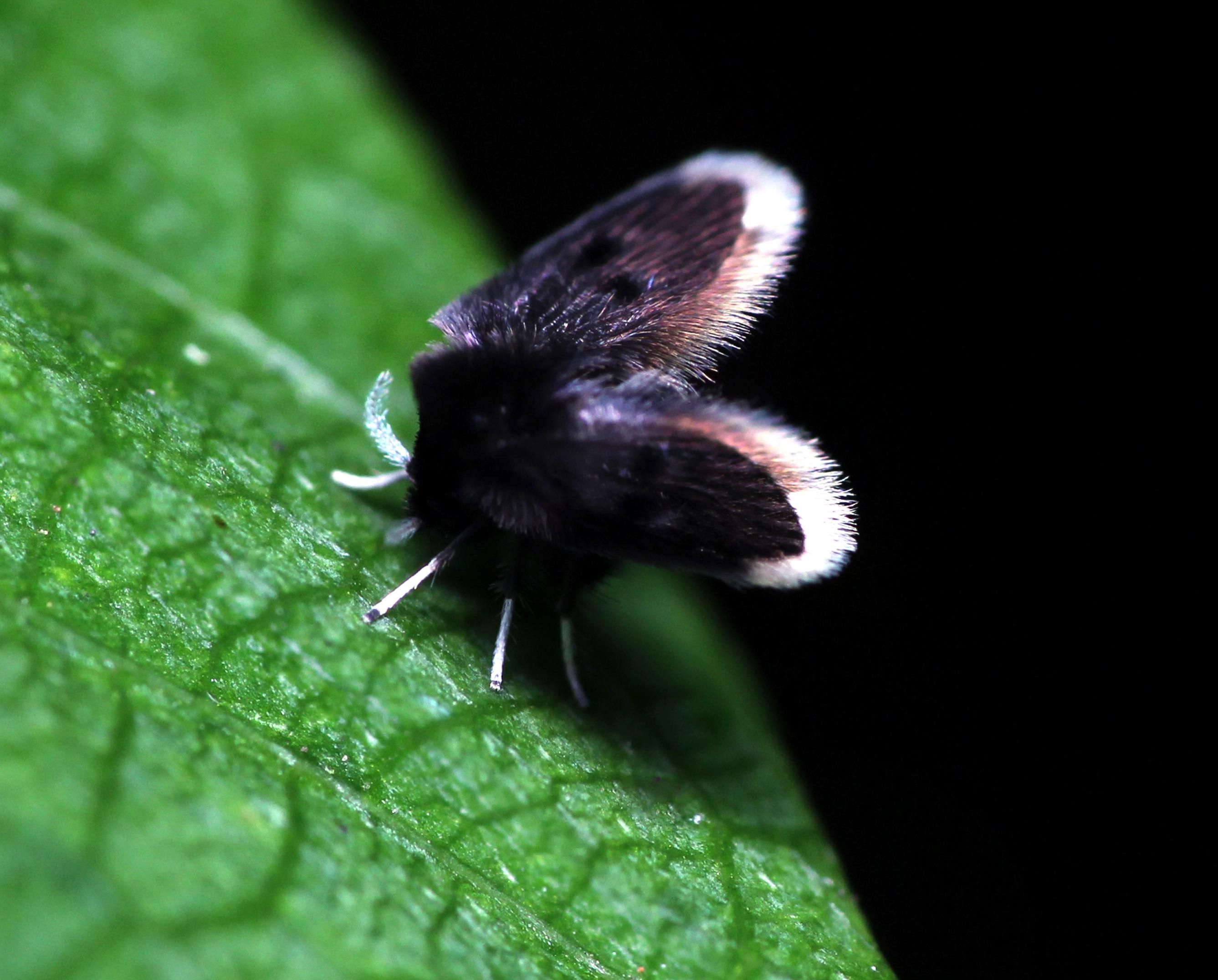 Eine schwarze, flauschige Mücke sitzt auf einem grünen Blatt.