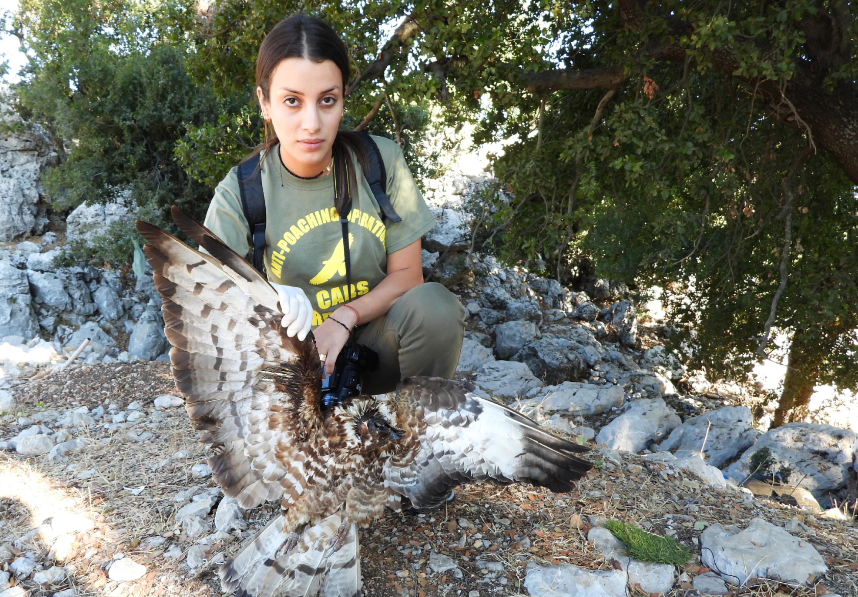 Eine Vogelschützerin mit einem toten Wespenbussard