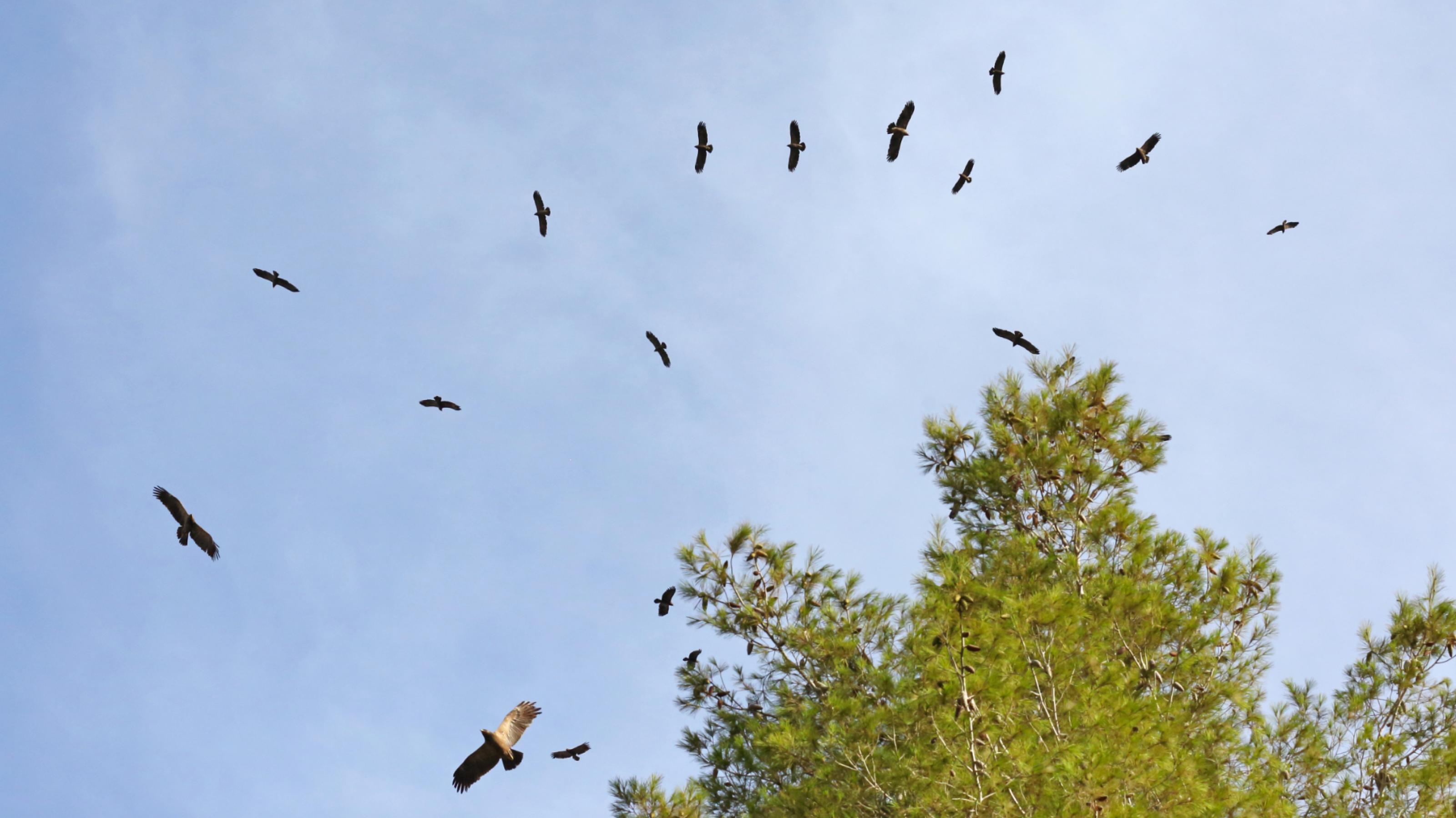 Eine Gruppe Schreiadler auf dem Zug von unten fotografiert.