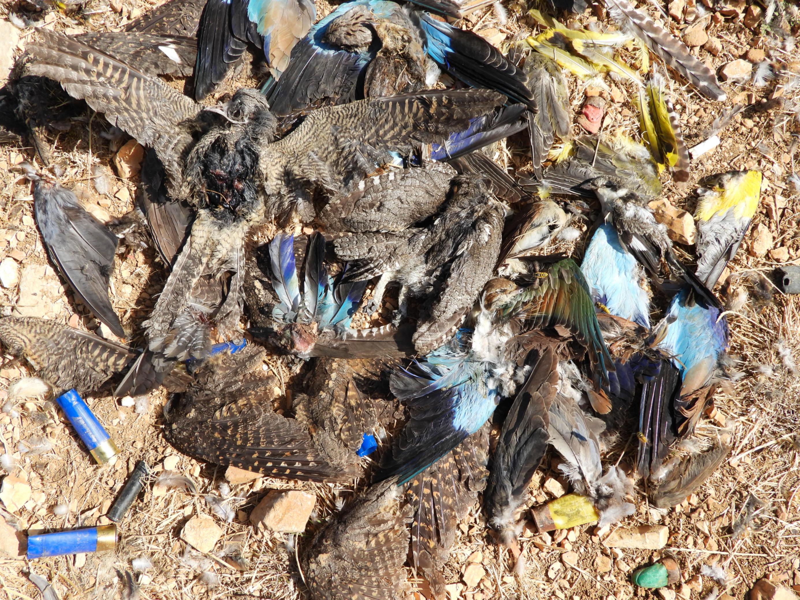 Viele tote Vögel auf einem Haufen
