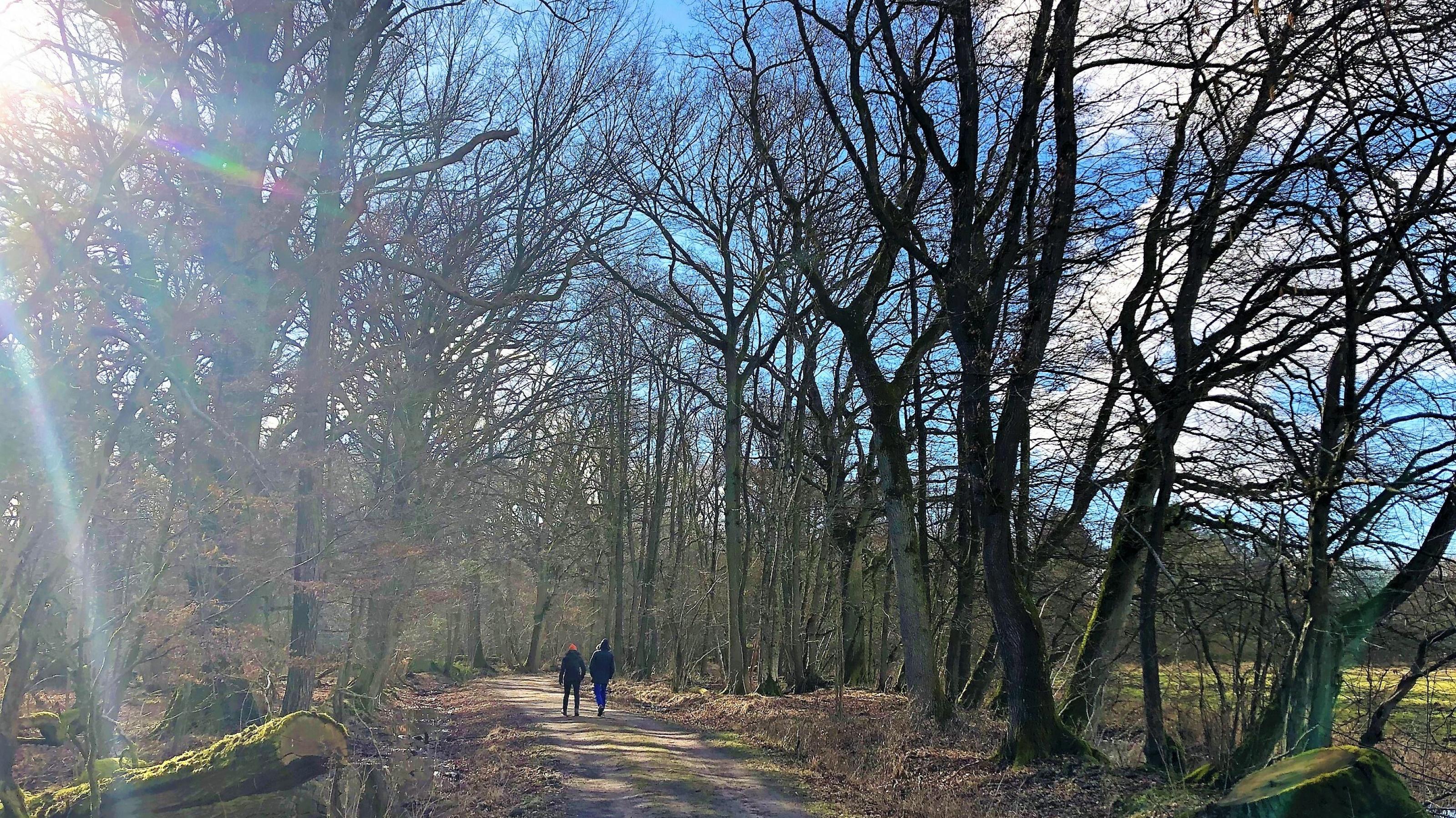 Zwei Spaziergänger gehen auf einem Feldweg an einem Waldrand entlang. Man sieht sie von hinten, Sonnenstrahlen fallen von vorne durch die Bäume.