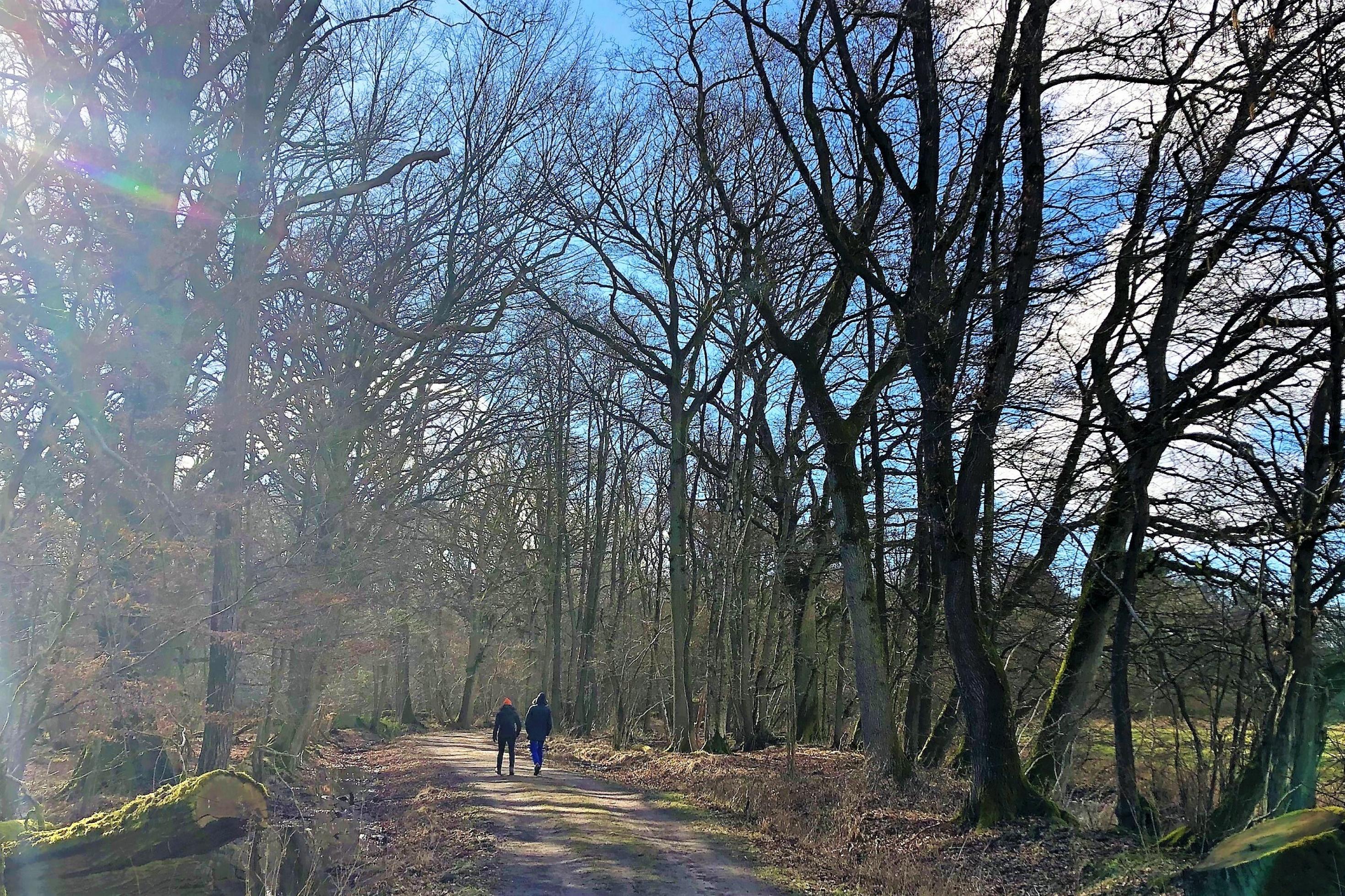 Zwei Spaziergänger gehen auf einem Feldweg an einem Waldrand entlang. Man sieht sie von hinten, Sonnenstrahlen fallen von vorne durch die Bäume.