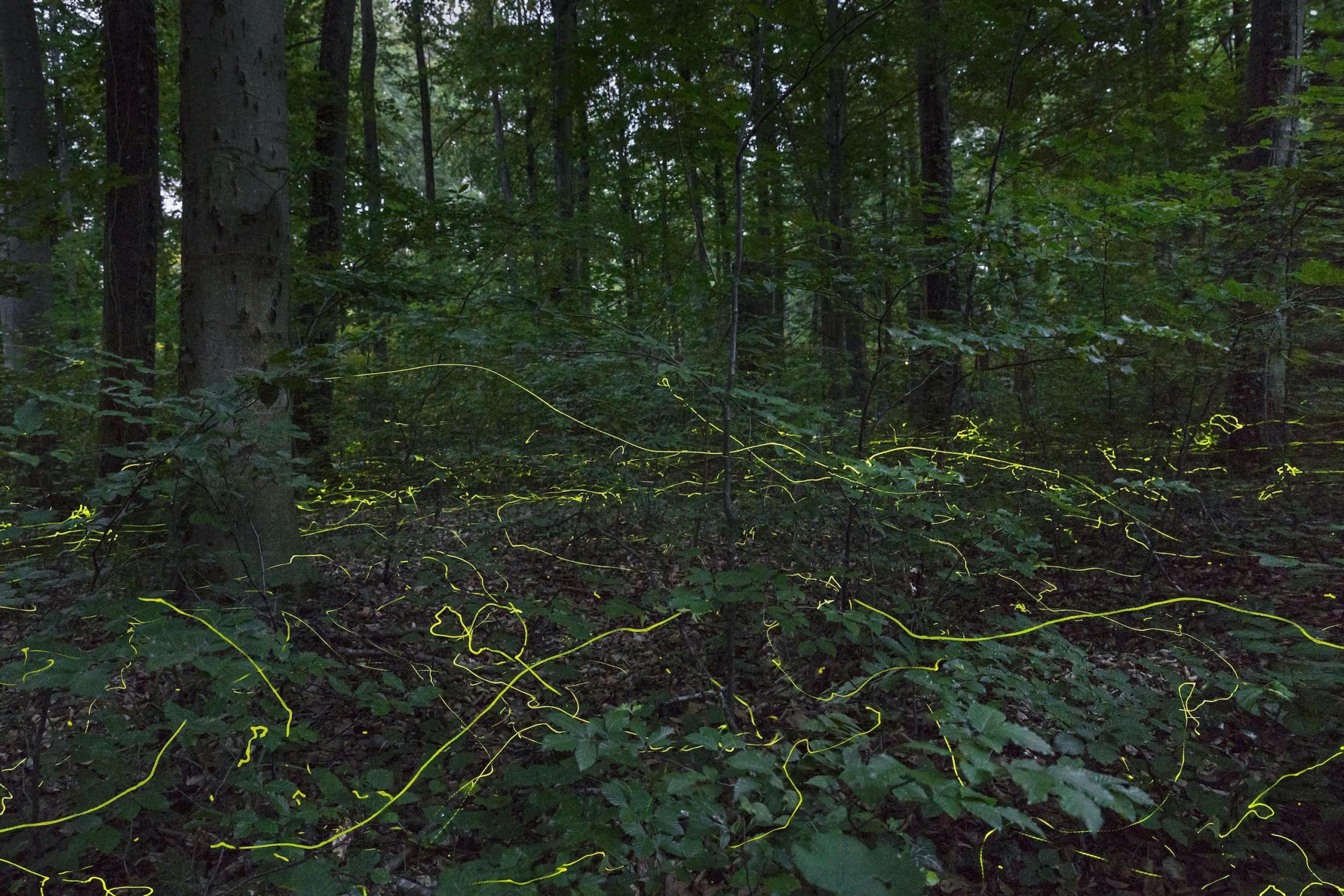 In einem Wald sind hell leuchtende Striche zu sehen – Langzeitaufnahme von Glühwürmchen.