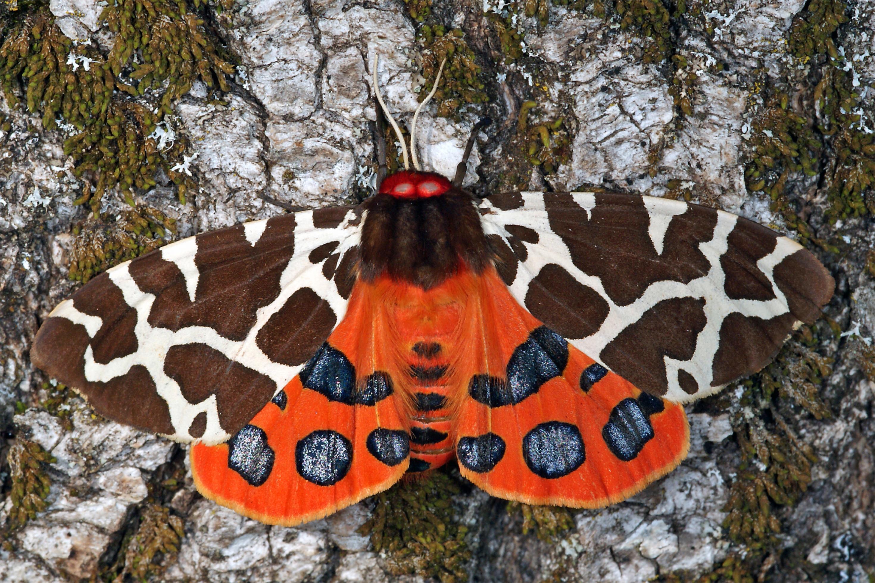 Der Nachtfalter Brauner Bär mit ausgebreiteten Flügeln auf einer Rinde