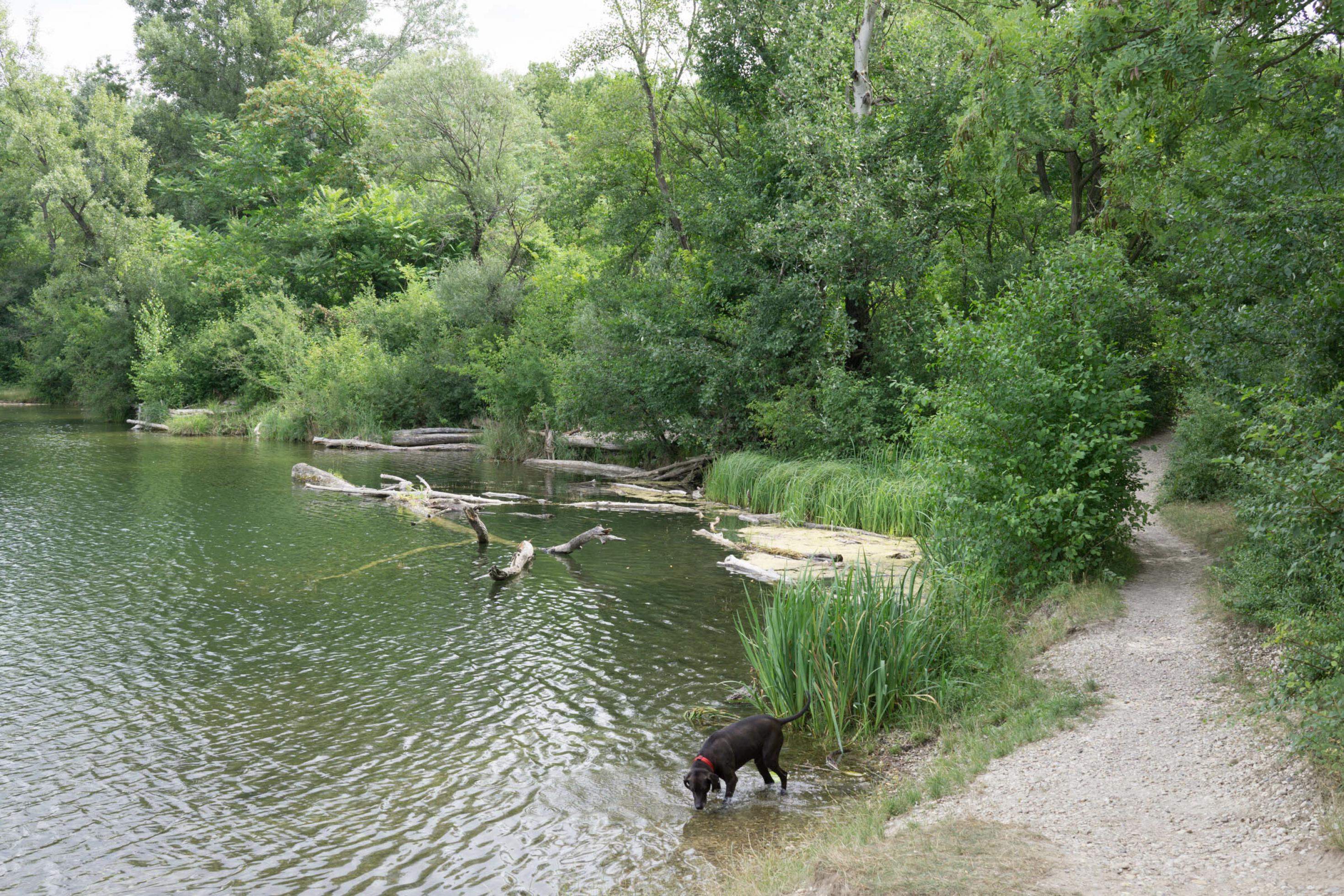 Teich in der Au mit Schilf und Totholz, ein schwarzer Hund trinkt daraus Wasser