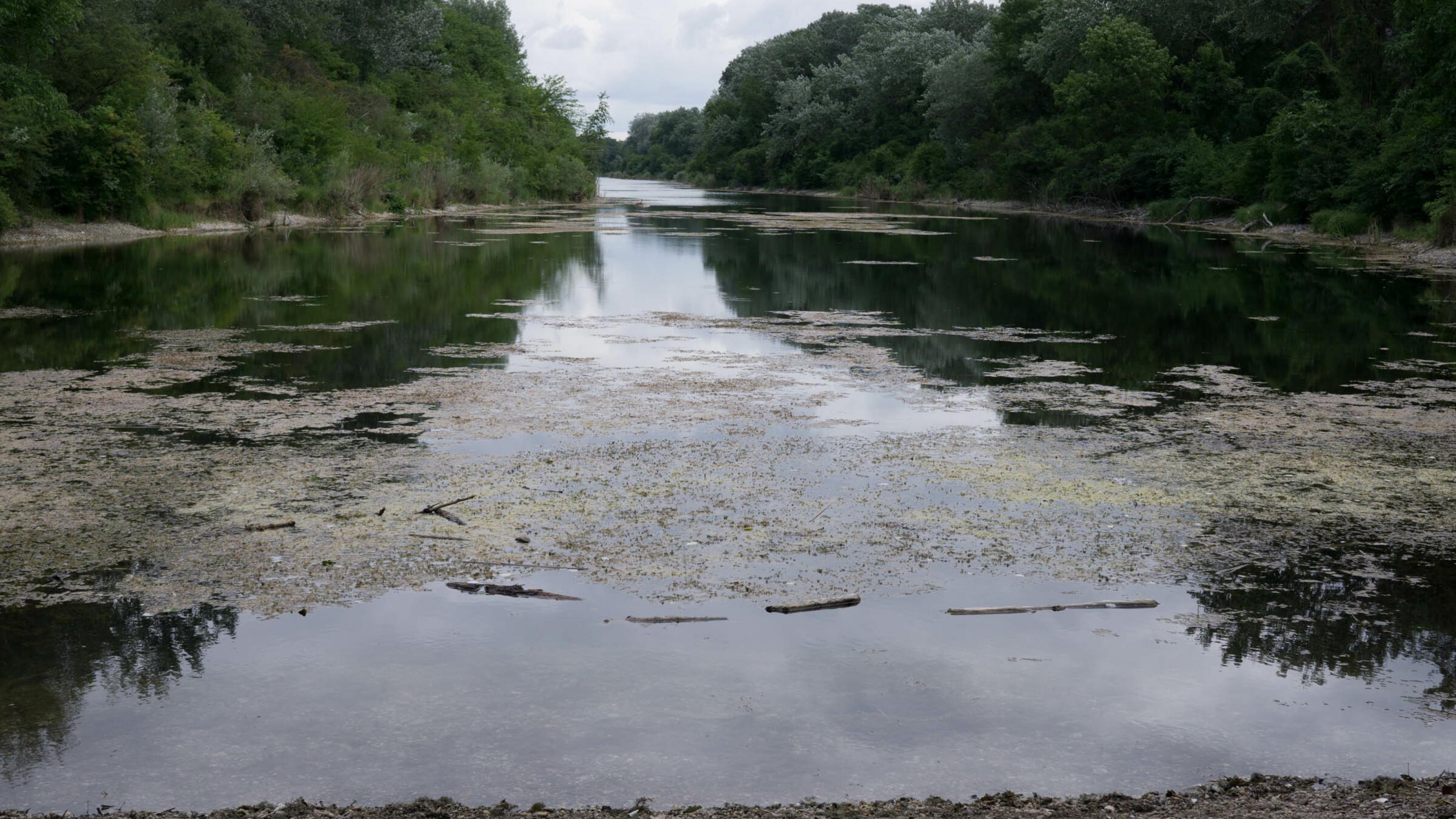 Augewässer mit Auwald links und rechts