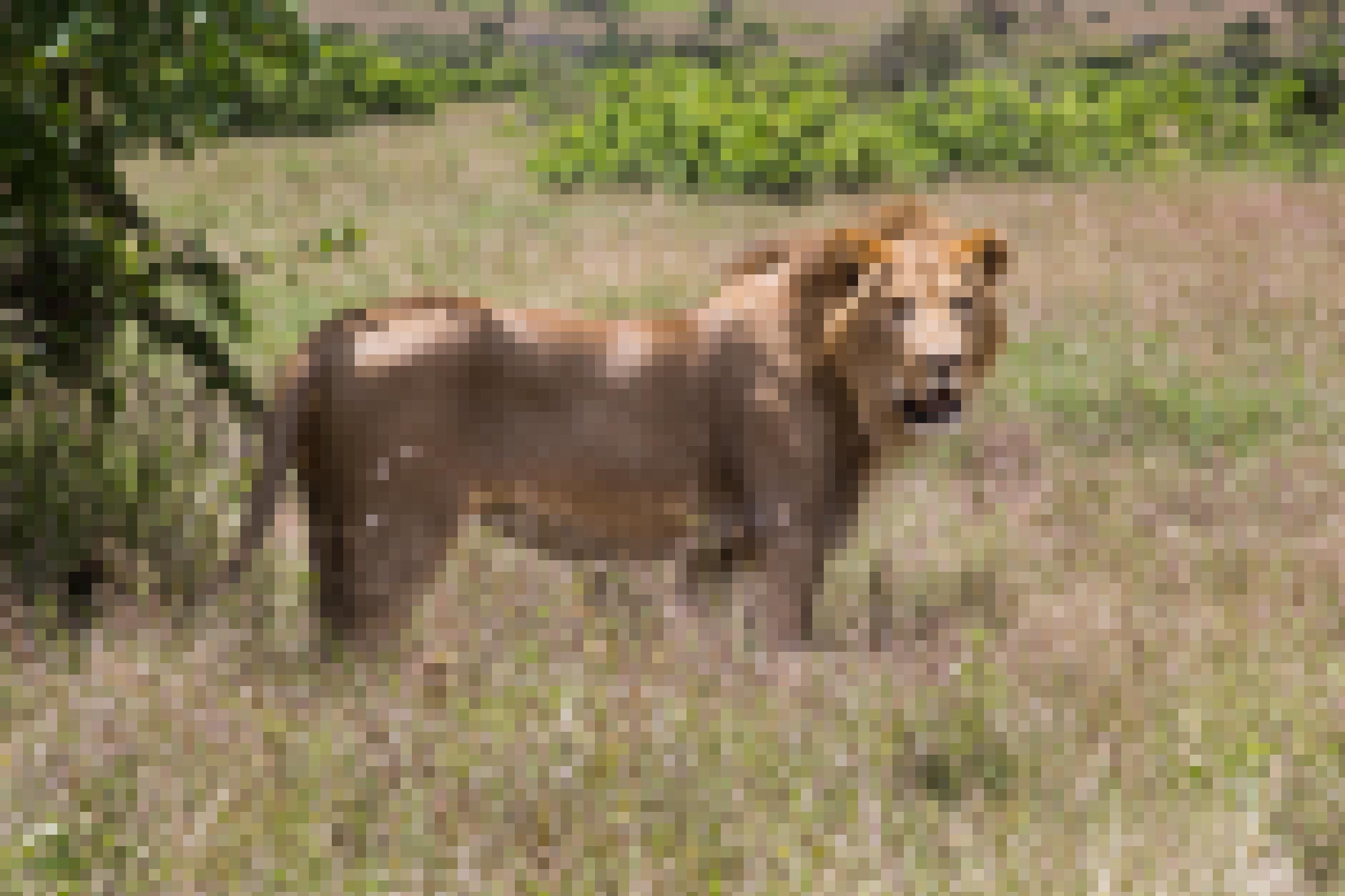 ein Löwe, der im hohen Gras steht [AI]