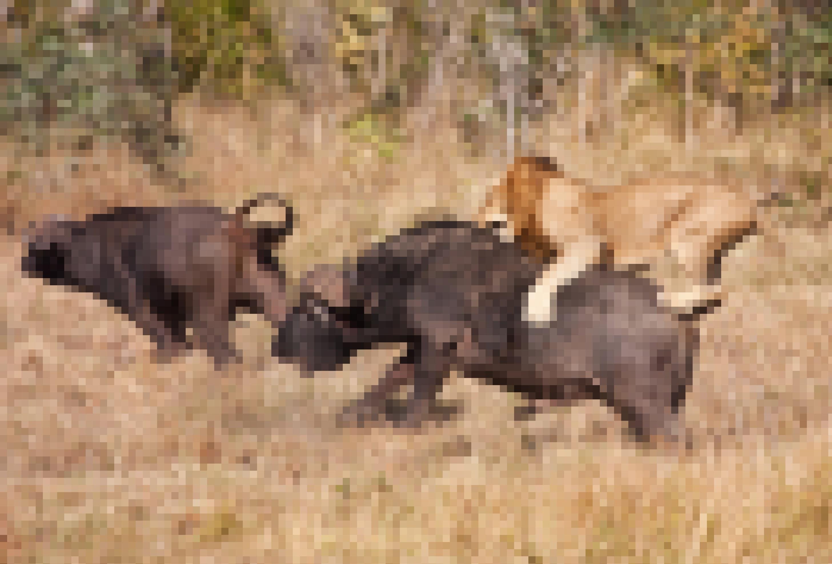 Das Foto zeigt einen männlichen Löwen, der auf den Rücken eines mächtigen, dunkelbrauen Büffels gesprungen ist, sich dort mit allen vier Pfoten festkrallt und versucht, seinem Opfer in die Schulter zu beißen. Links davon rennt ein weiterer Büffel in höchstem Tempo davon. Die Jagdszens spielt sich in der afrikanischen Savanne ab.