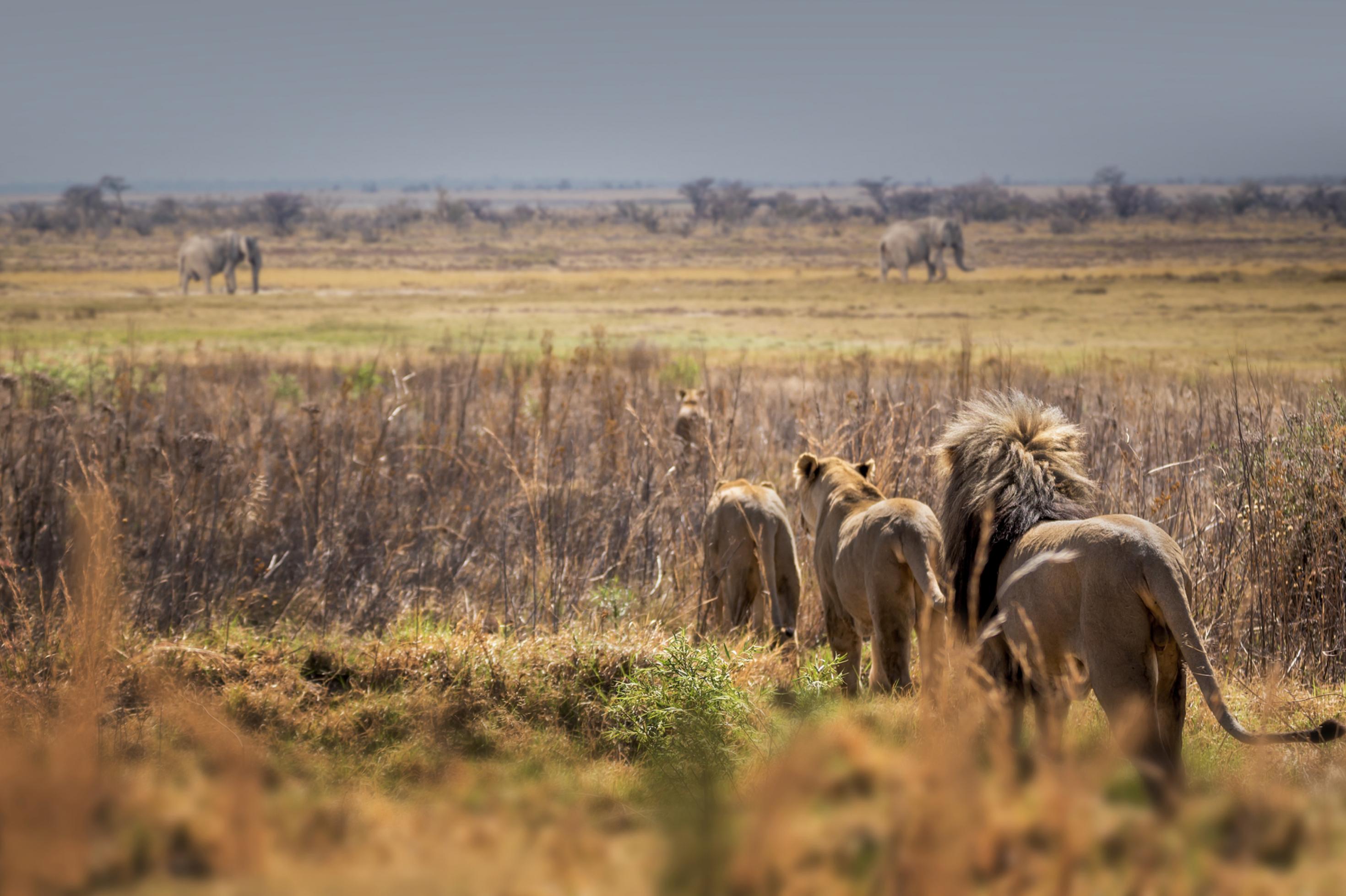 Löwen auf der Pirsch in einer baumlosen Savanne, im Hintergrund Elefanten.