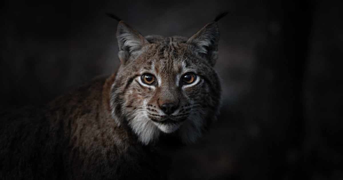 Das Flüstern der Wälder: eine filmische Reise in die Vogesen