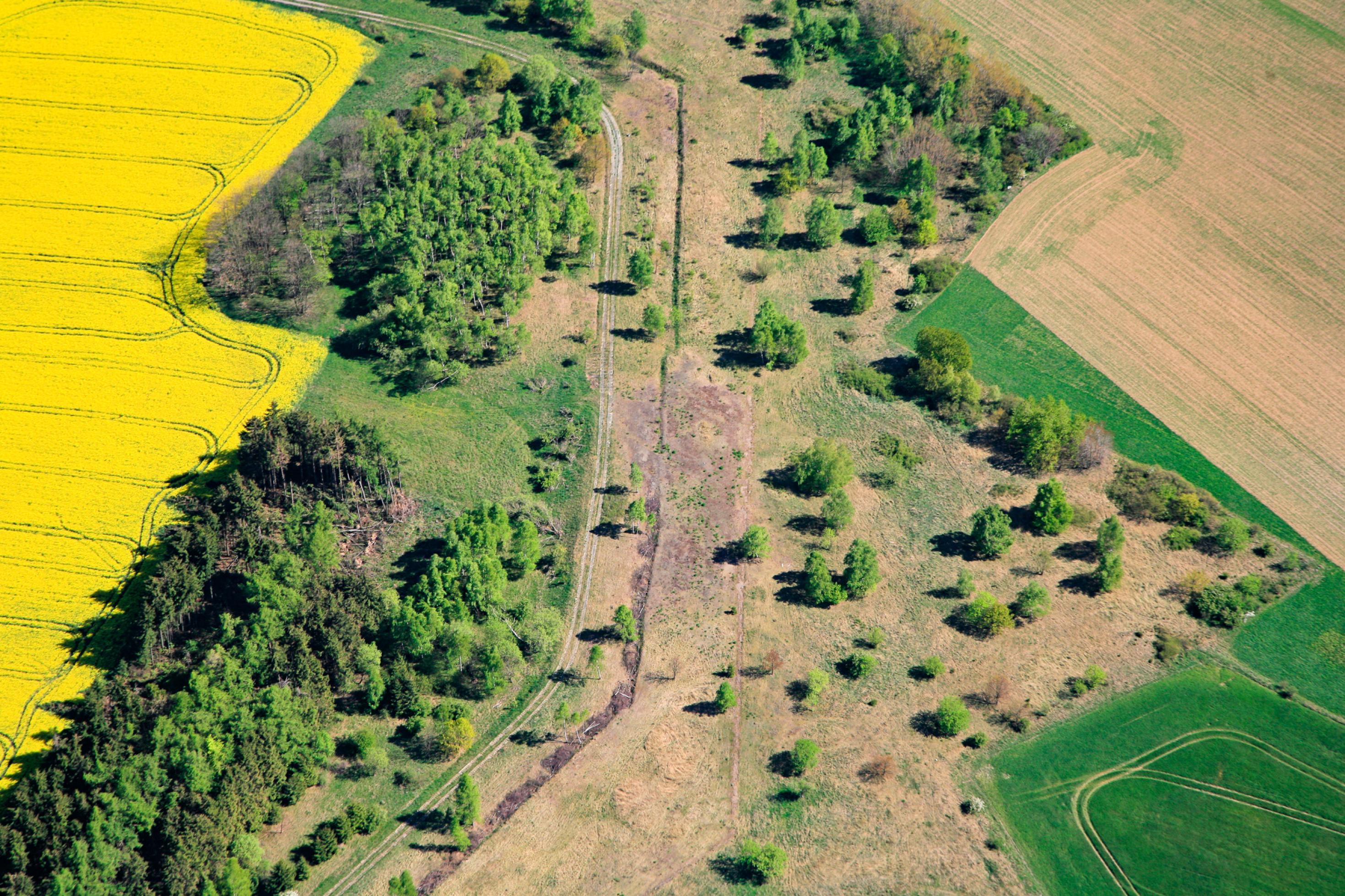 Offene Flächen zwischen einem leuchtend gelben Rapsfeld und einem Acker, auf dem erste grüne Pflänzchen sprießen. Das Grüne Band im Frühling aus der Luft