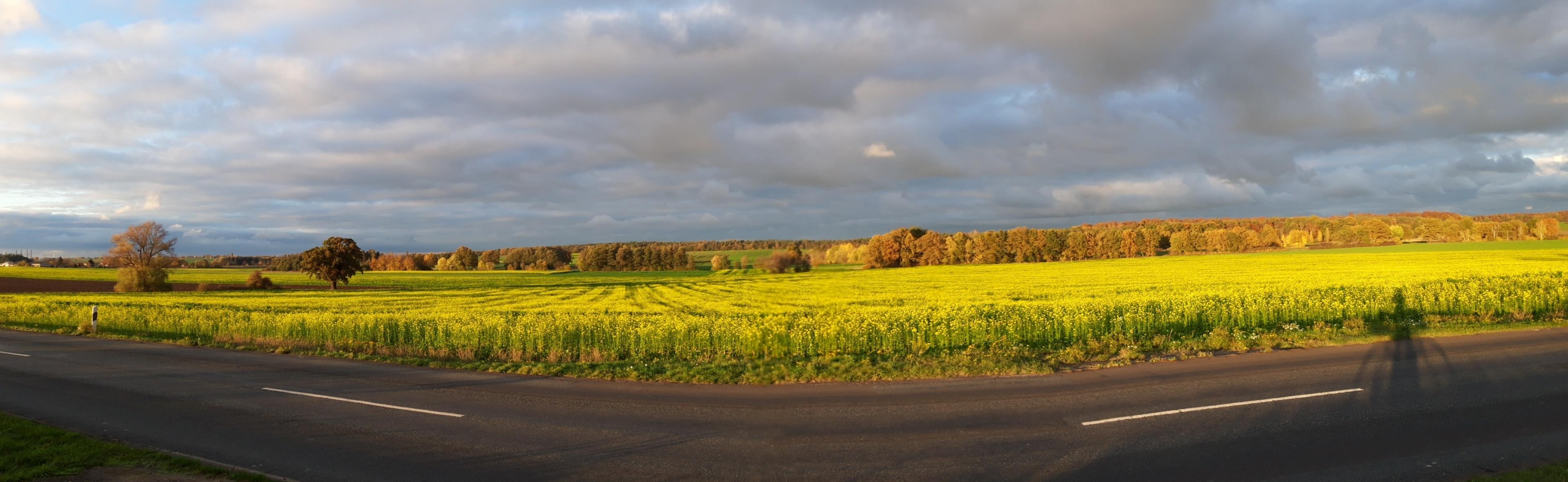 Sattgelbe Blüten vor herbstfarbenem Wald.