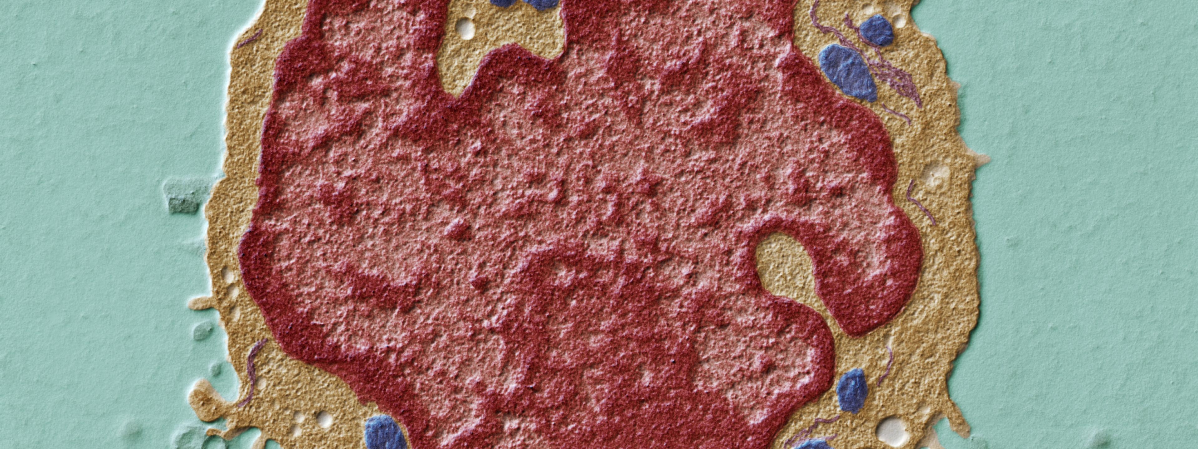 In diesem Ultradünnschnitt durch einen Lymphozyten sind deutlich die Zellbestandteile zu erkennen. Die Mitochondrien sind blau, das endoplasmatische Retikulum violett und der Zellkern rot dargestellt. Transmissions-Elektronenmikroskop, Vergrößerung 5000:1 (bei 15×12cm Bildgrösse)