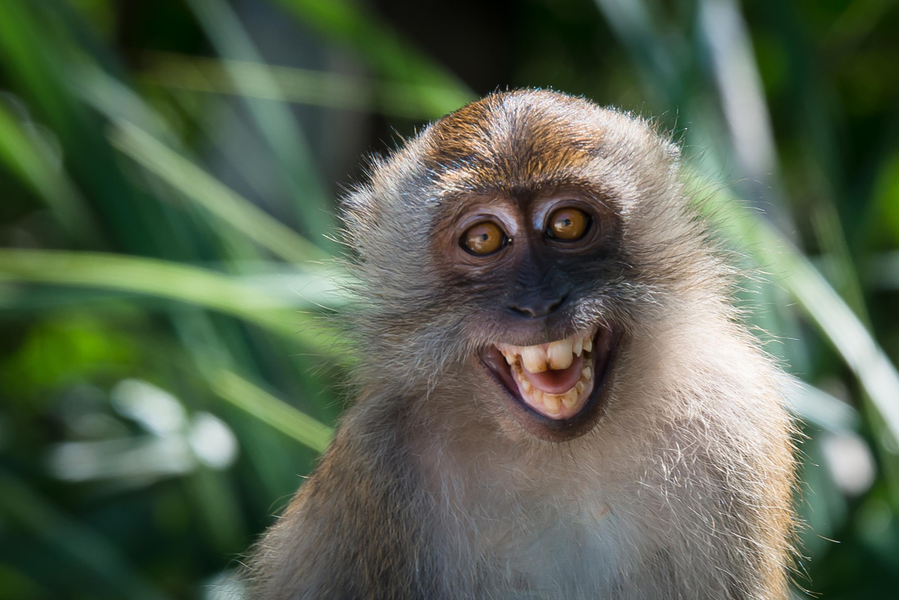 Ein Affe blickt mit großen braunen Augen und gebleckten Zähnen in die Kamera. Es ist ein Langschwanzmakake, der im Tarutao National Park in Thailand lebt. Zu sehen sind sein Kopf und Oberkörper, die mit graubraunem Fell bedeckt sind, vor dem verwaschenen Hintergrund grüner Blätter. Die nach vorne gerichteten Augen der Affen bewirken, dass die Tiere hervorragend räumlich sehen und Entfernungen beim Springen von Ast zu Ast gut abschätzen können.