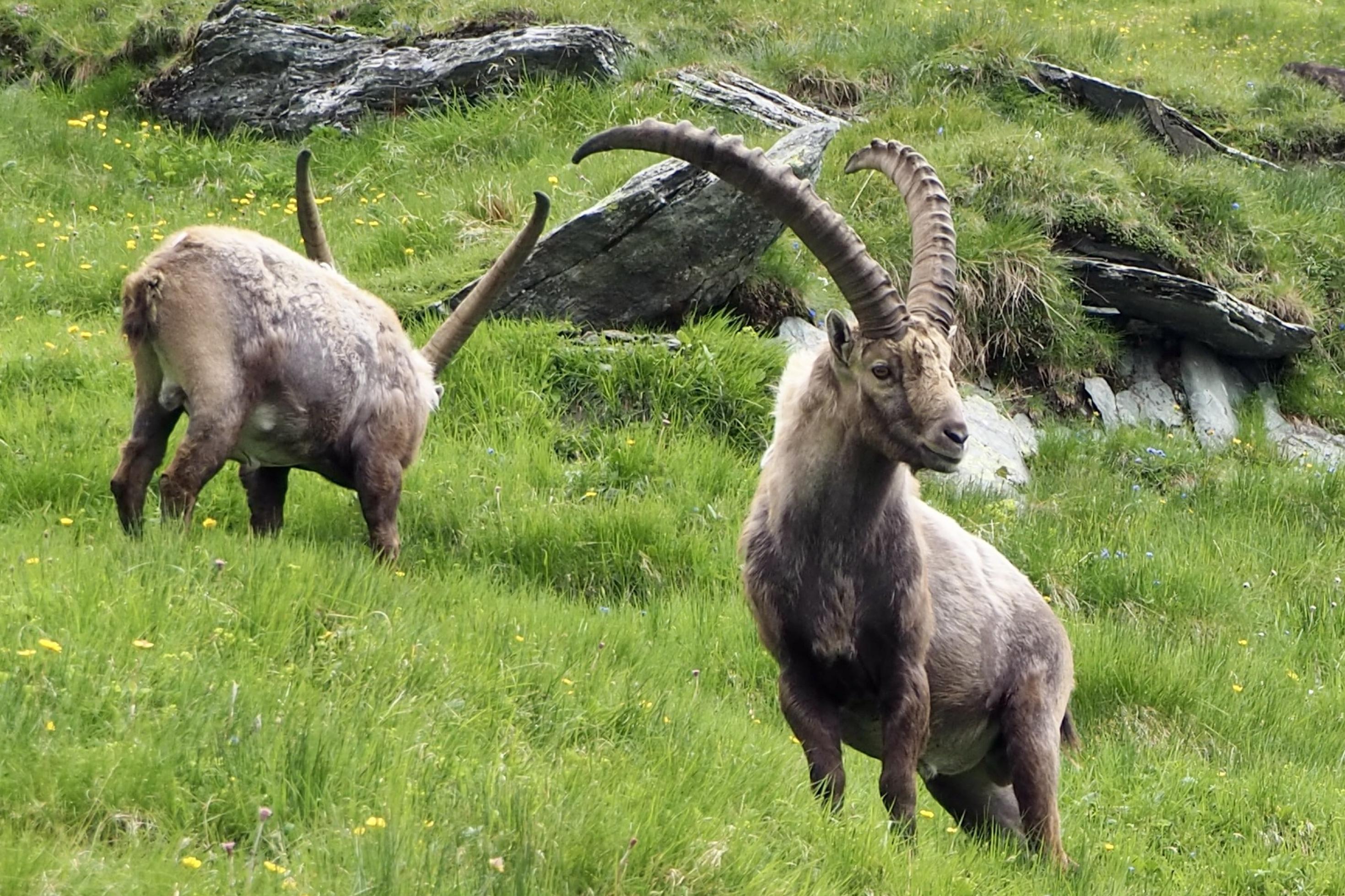 Männlicher Steinbock mit mächtigen Hörnern lauscht aufmerksam. Im Hintergrund grast ein weiteres männliches Tier.