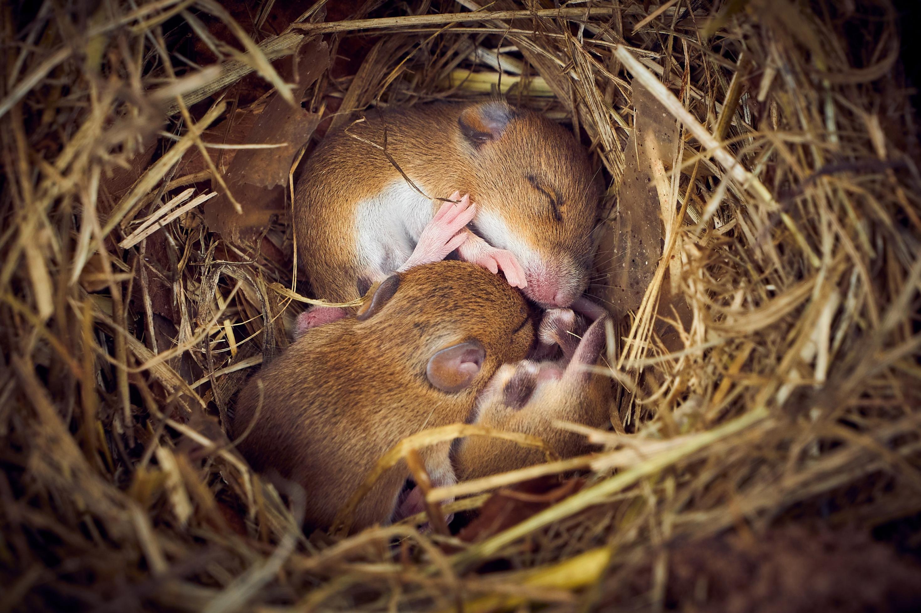 Drei Mäuse schlafen aneinander gekuschelt in einem gemütlichen Nest aus Stroh.
