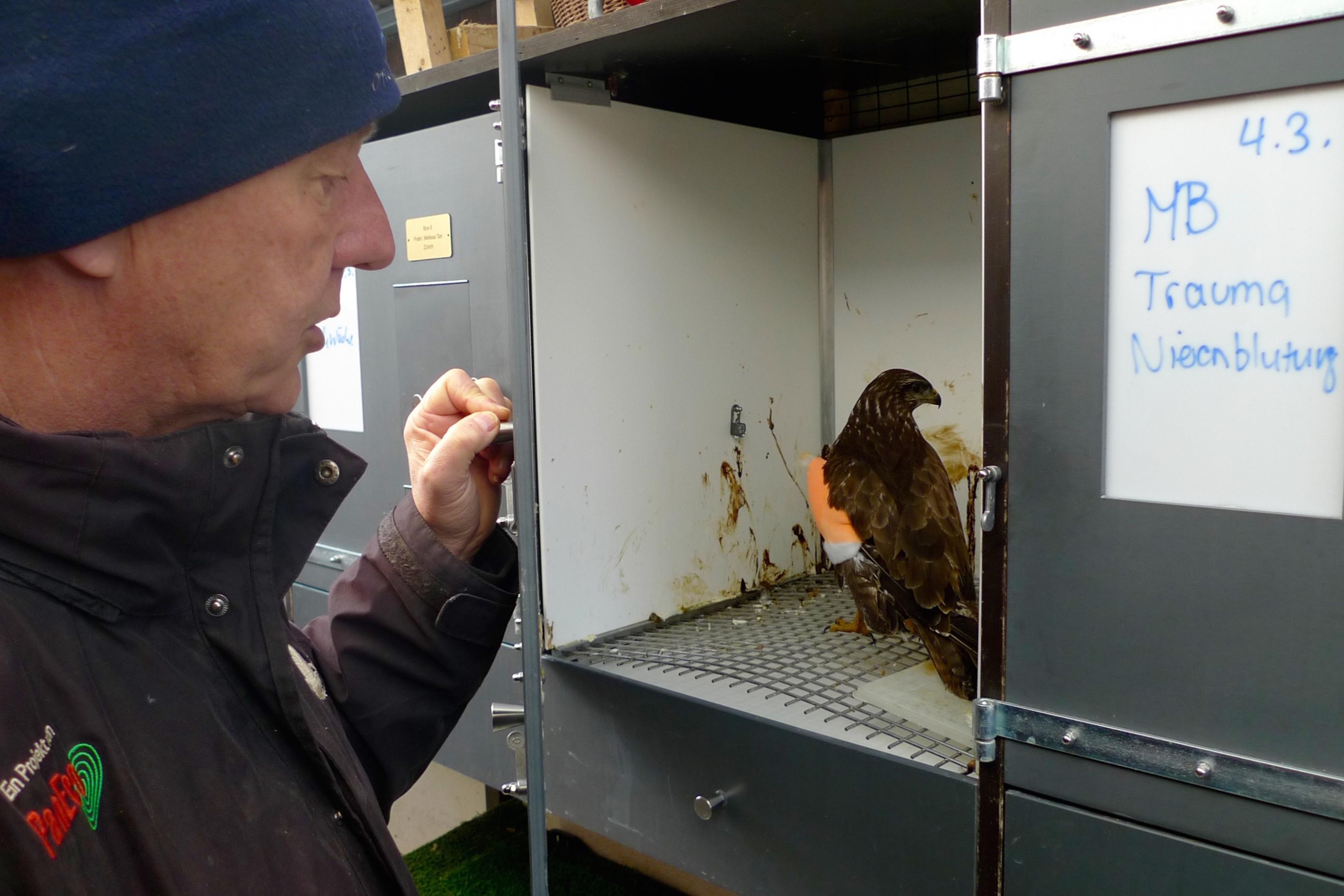 Andi Lischke schaut in eine Box, in der sich ein Mäusebussard befindet.