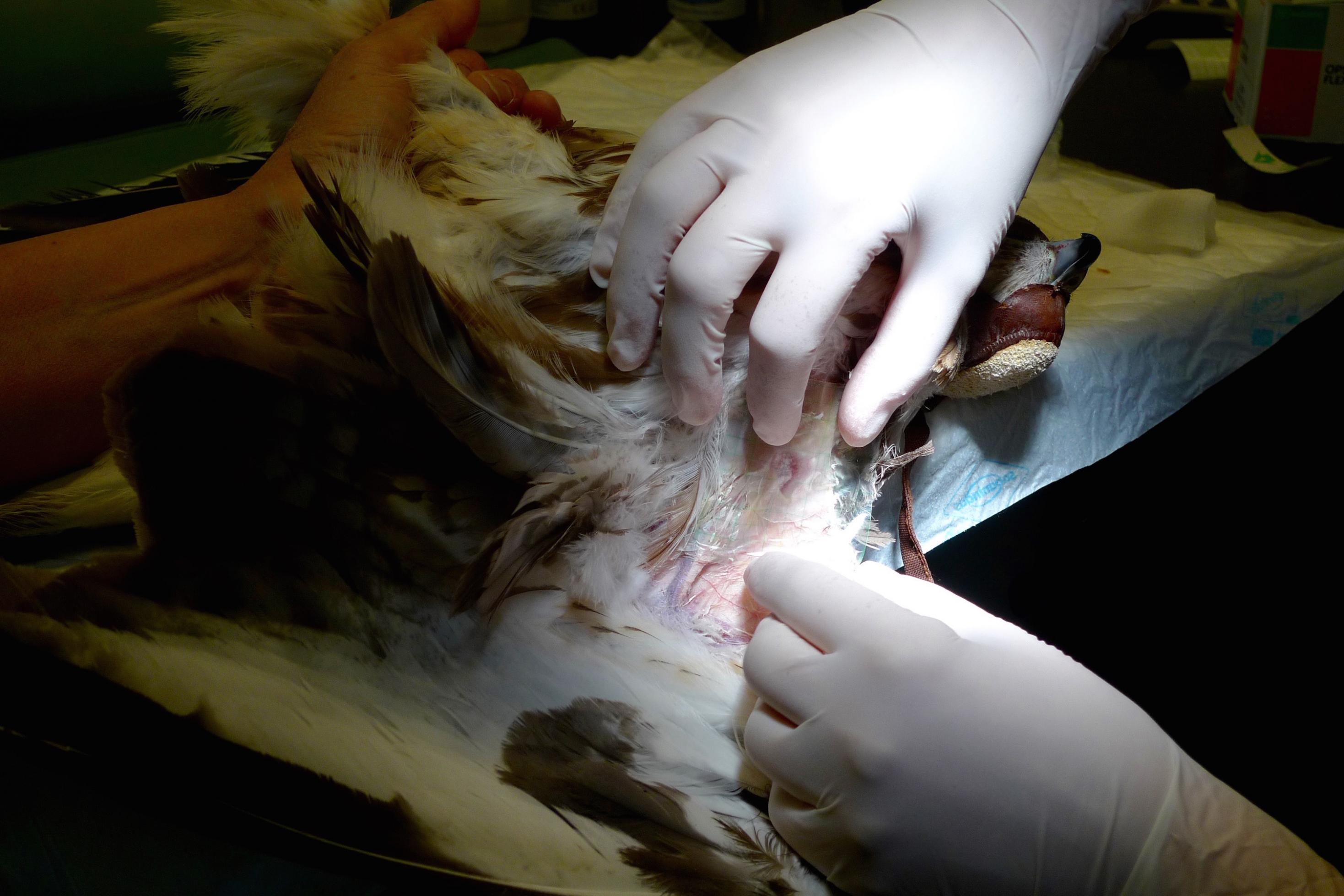 Ein Mäusebussard liegt auf dem Behandlungstisch. Eine Wunde unter seinem linken Flügel wird desinfiziert.