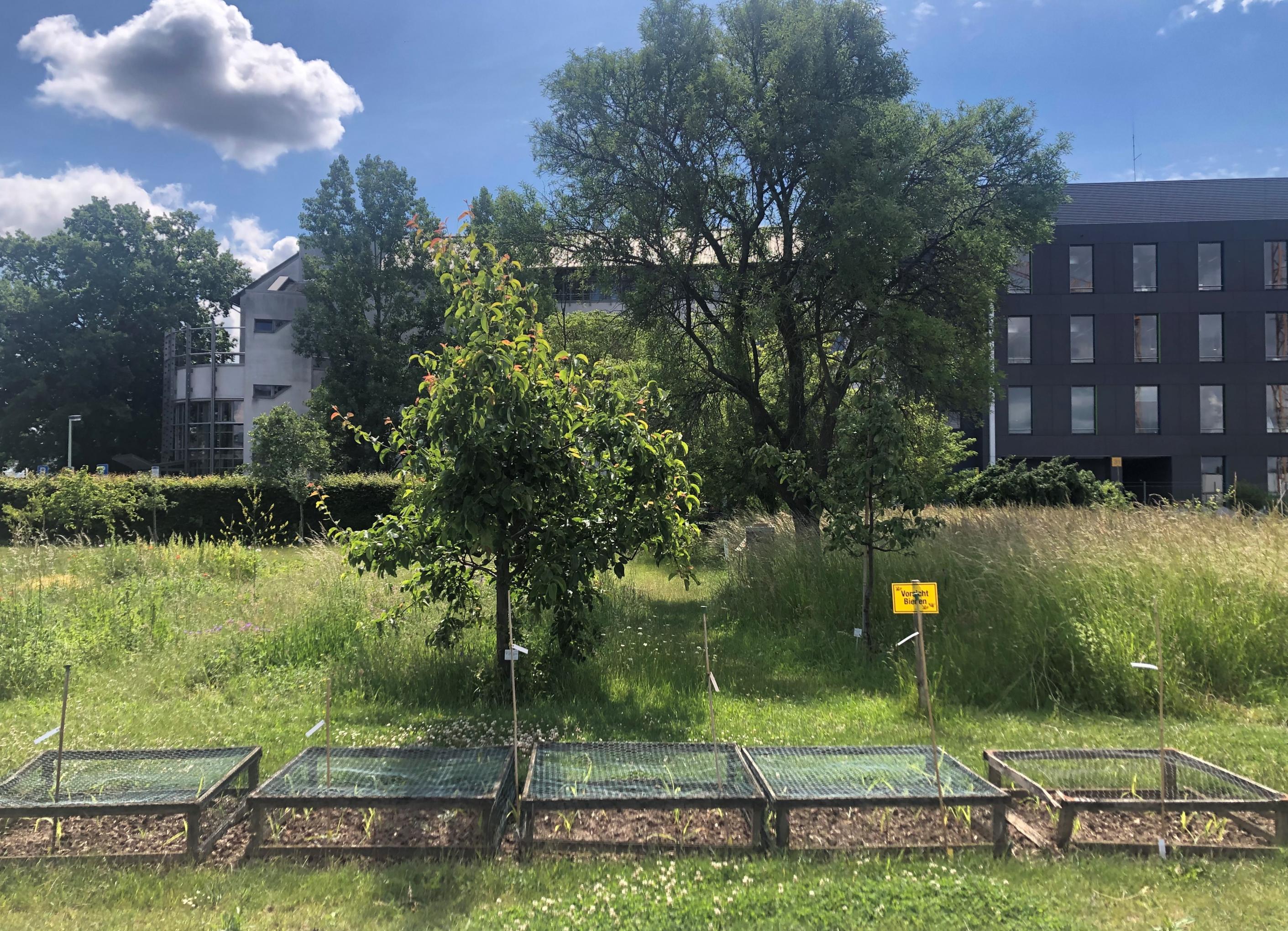 Anfang Juni lässt der Mais im Nutzpflanzengarten in sorgfältig umfassten Beetkästen die ersten grünen Spitzen sehen.