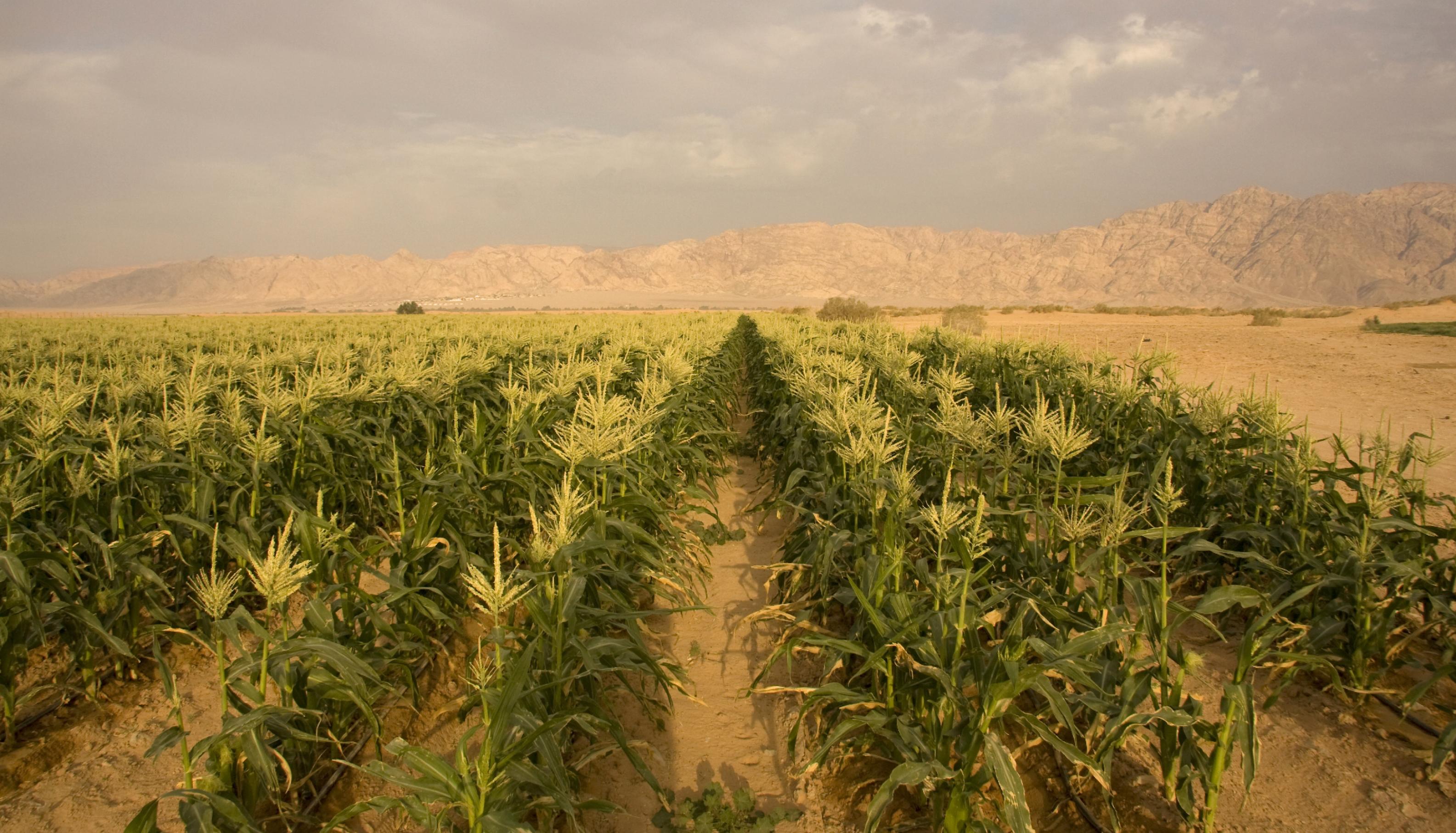 Ein Maisfeld in der Wüste