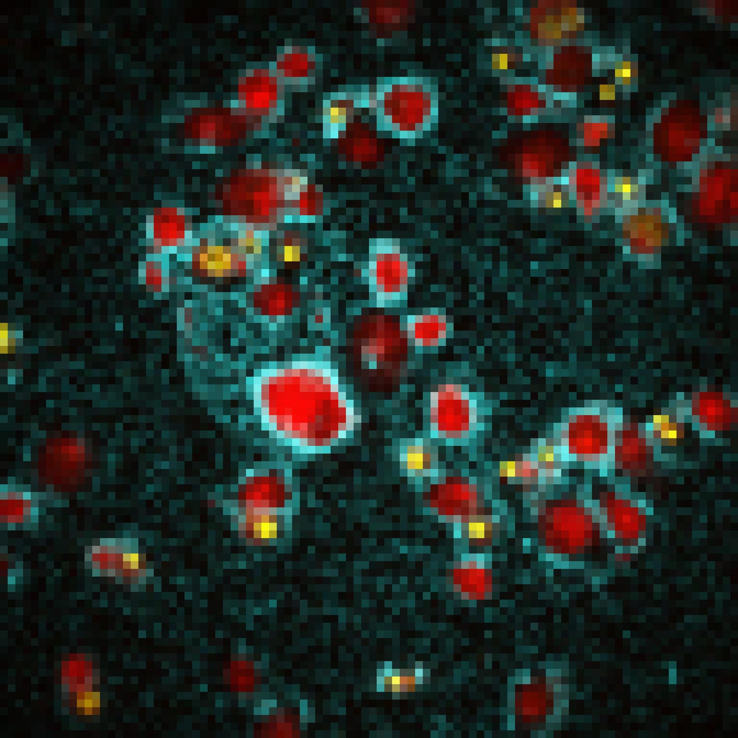 Mikroskopische Aufnahme von Immunzellen, die von einem blauen Biofilm wie von einem Halo umgeben sind.