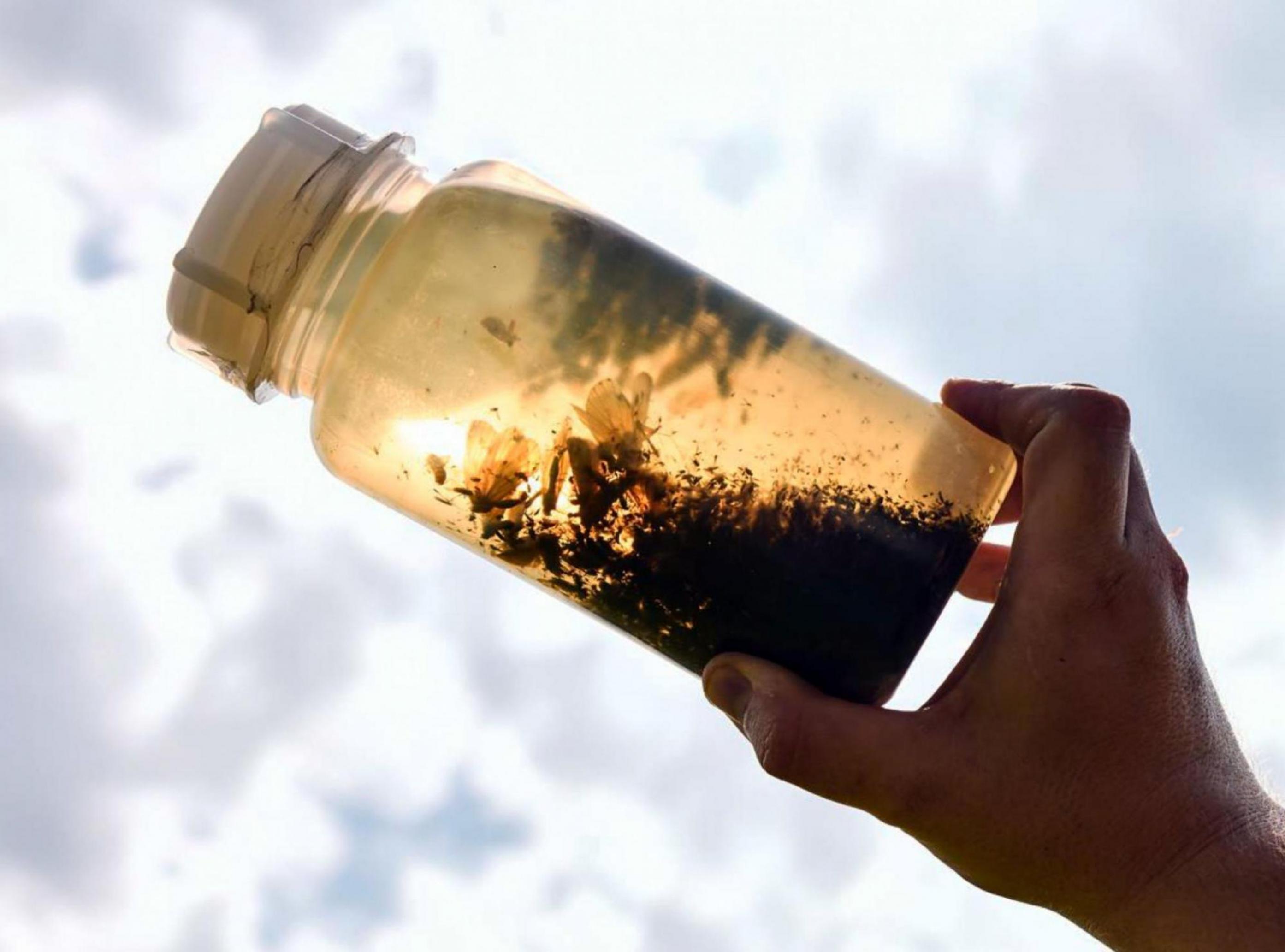 Jemand hält eine Plastikflasche mit einer Flüssigkeit gegen die Sonne. Dunkel zeichnen sich die Silhouetten von Insekten ab.