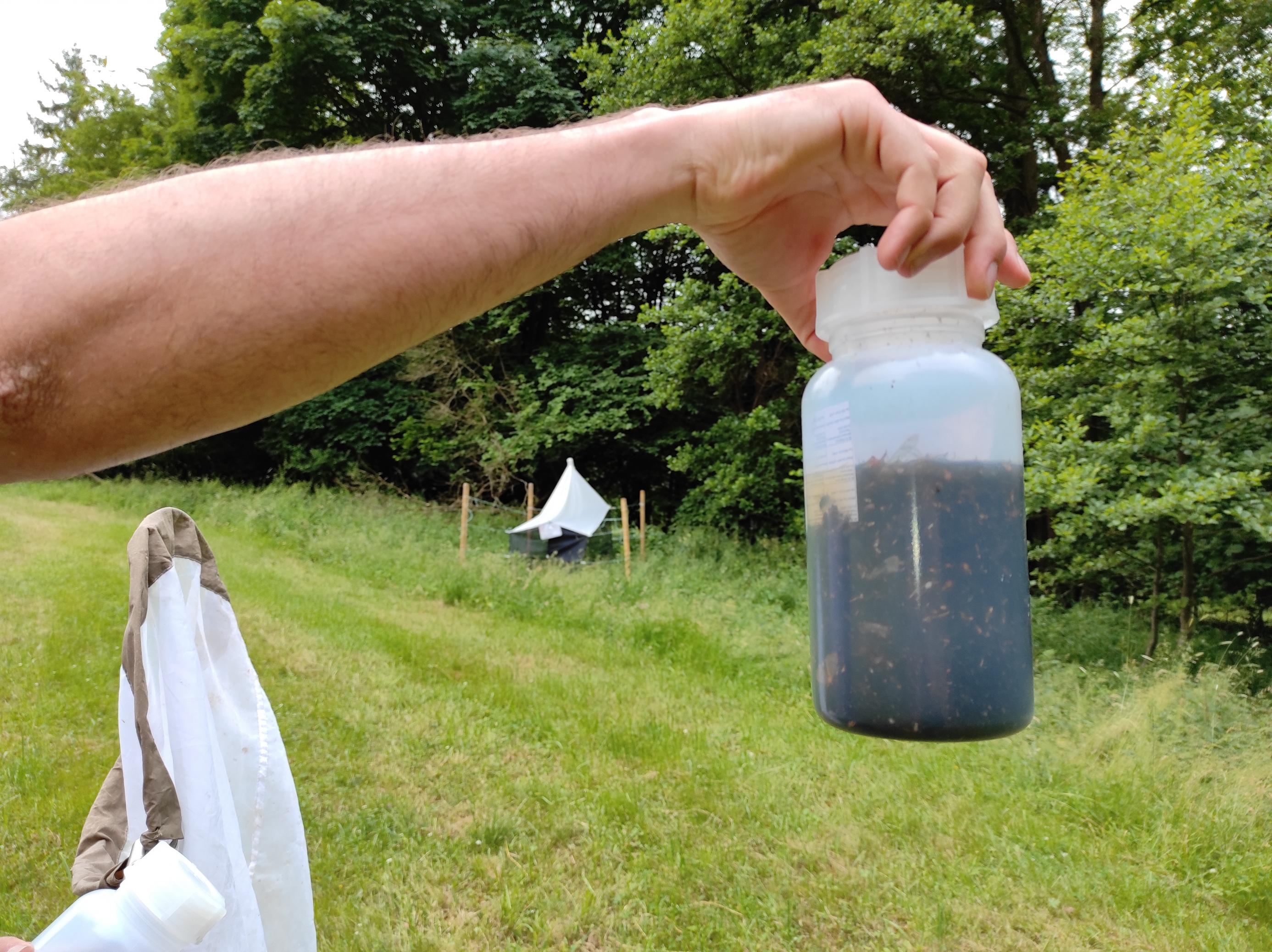 Eine Hand hält eine trüb-weiße Flasche vor die Kamera, in der viele kleine Insekten enthalten sind.
