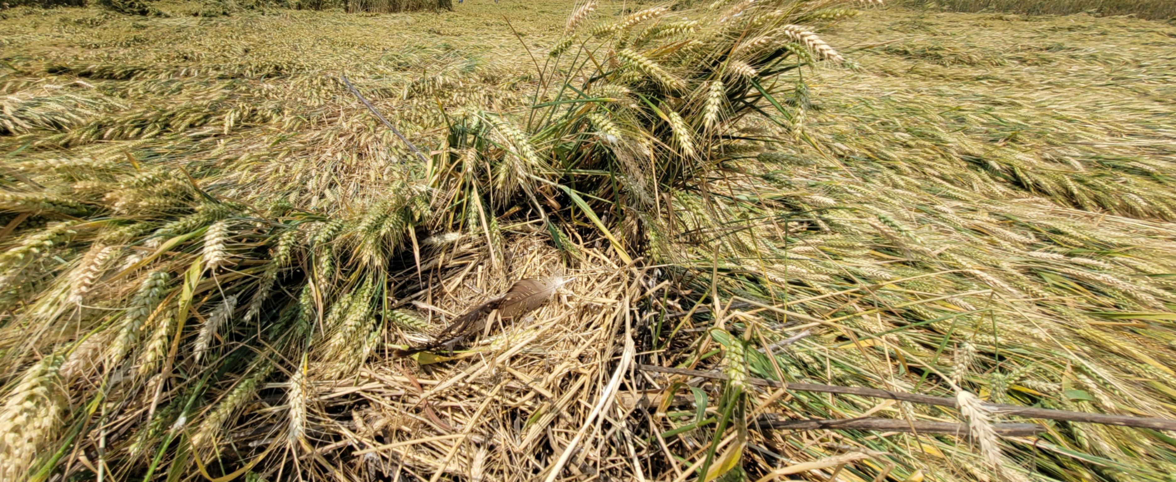 Ein durch Starkregen zerstörtes Nest einer Rohrweihe in der Zülpicher Börde