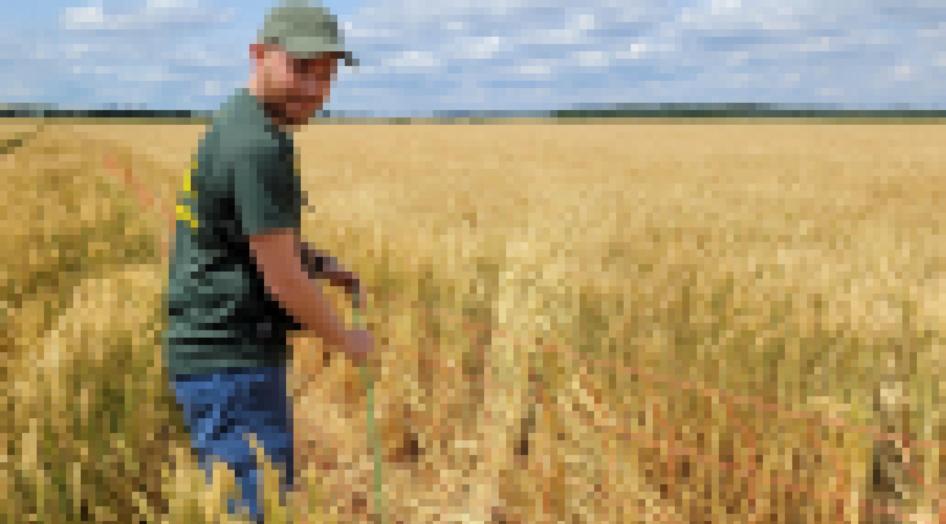 Marvin fehn, ein 28-jähriger Mann mit leichtem Vollbart steht in einem Getreidefeld