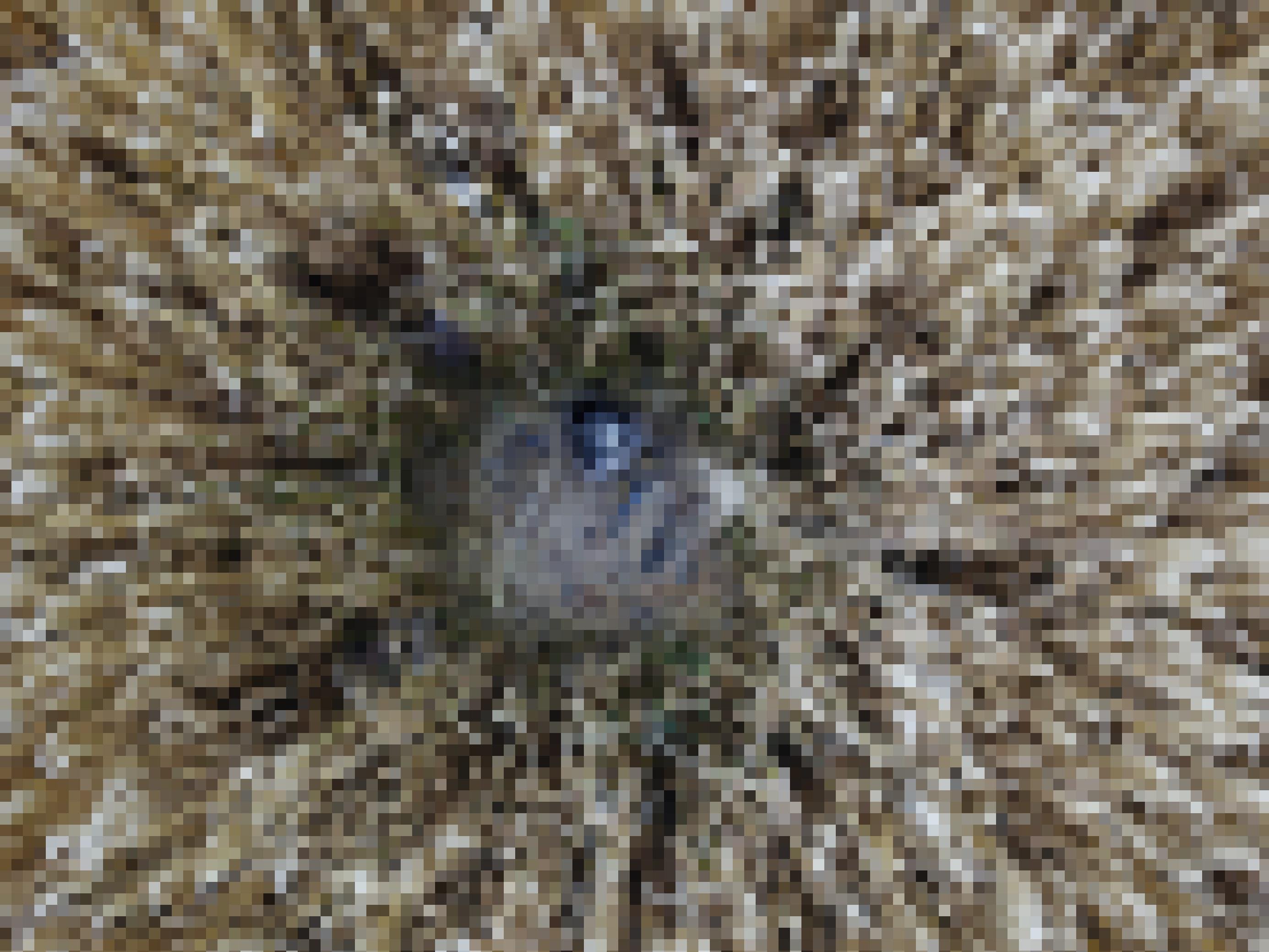 Drohnenfoto eines Rohrweihennests mit einem Jungvogel darin