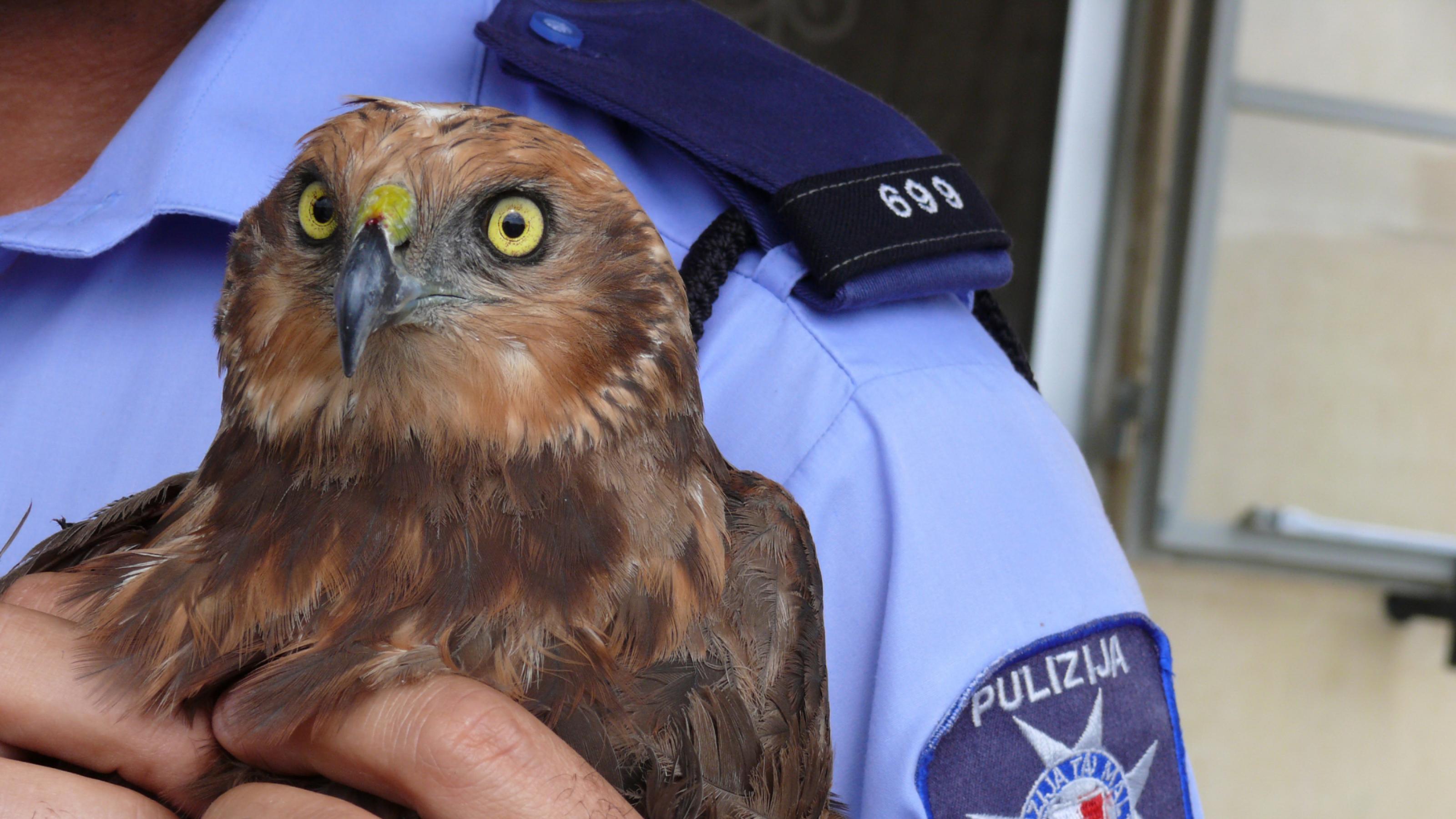 Ein Polizist hält den Vogel in der Hand